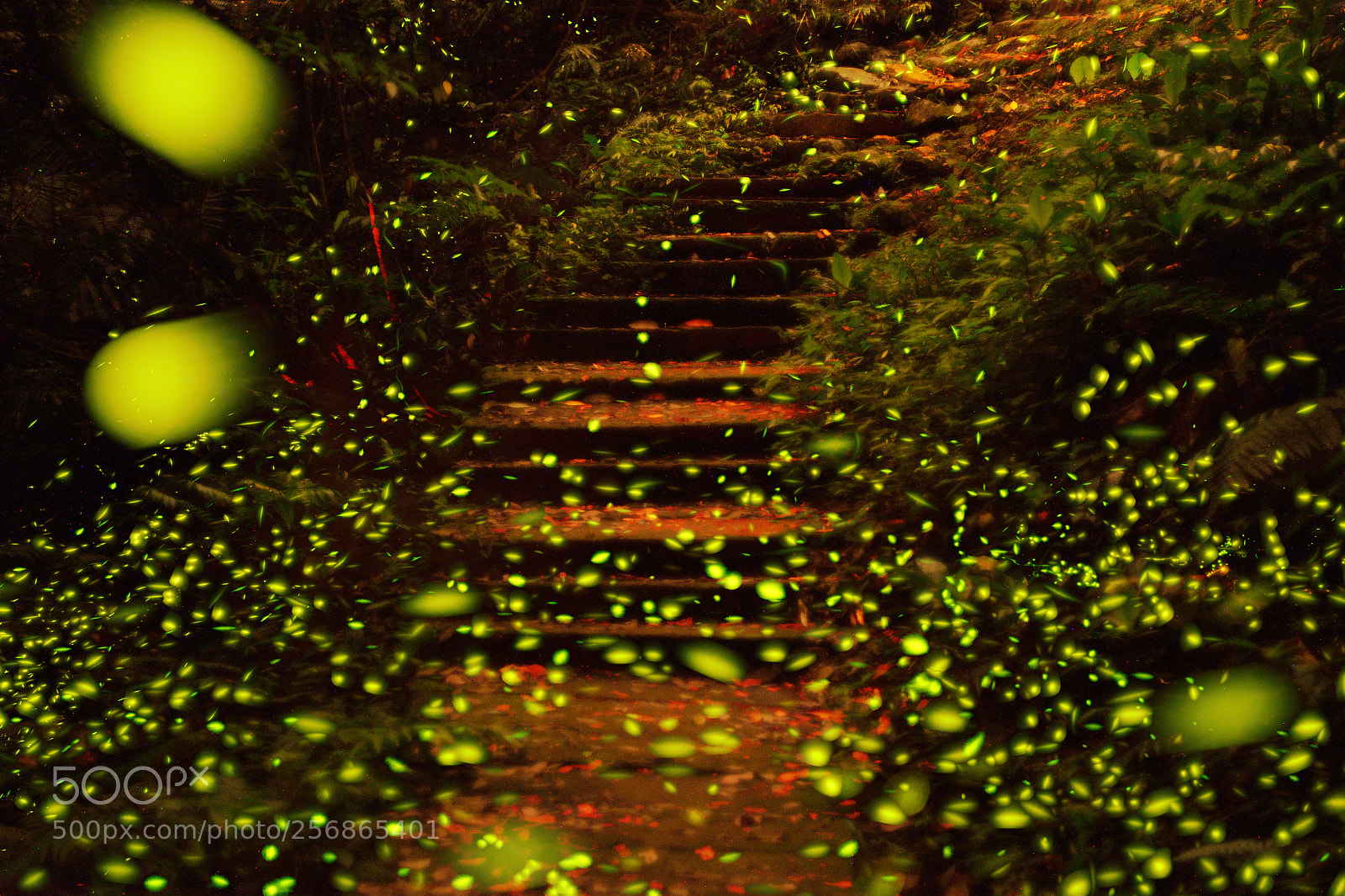 Nikon D610 sample photo. 青雲路步道 photography
