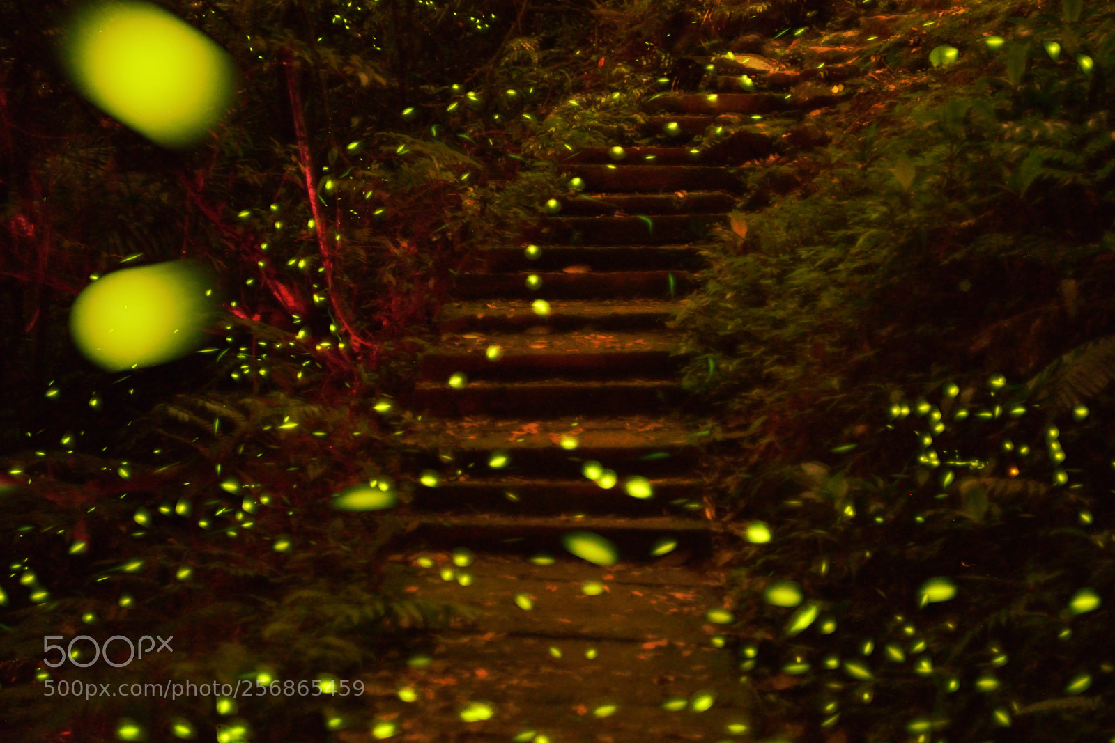 Nikon D610 sample photo. 青雲路步道 photography