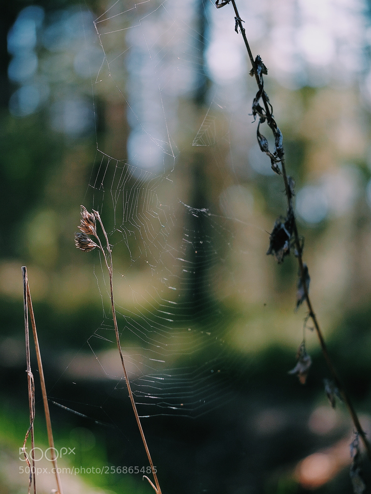 Fujifilm X-T1 sample photo. Forest photography