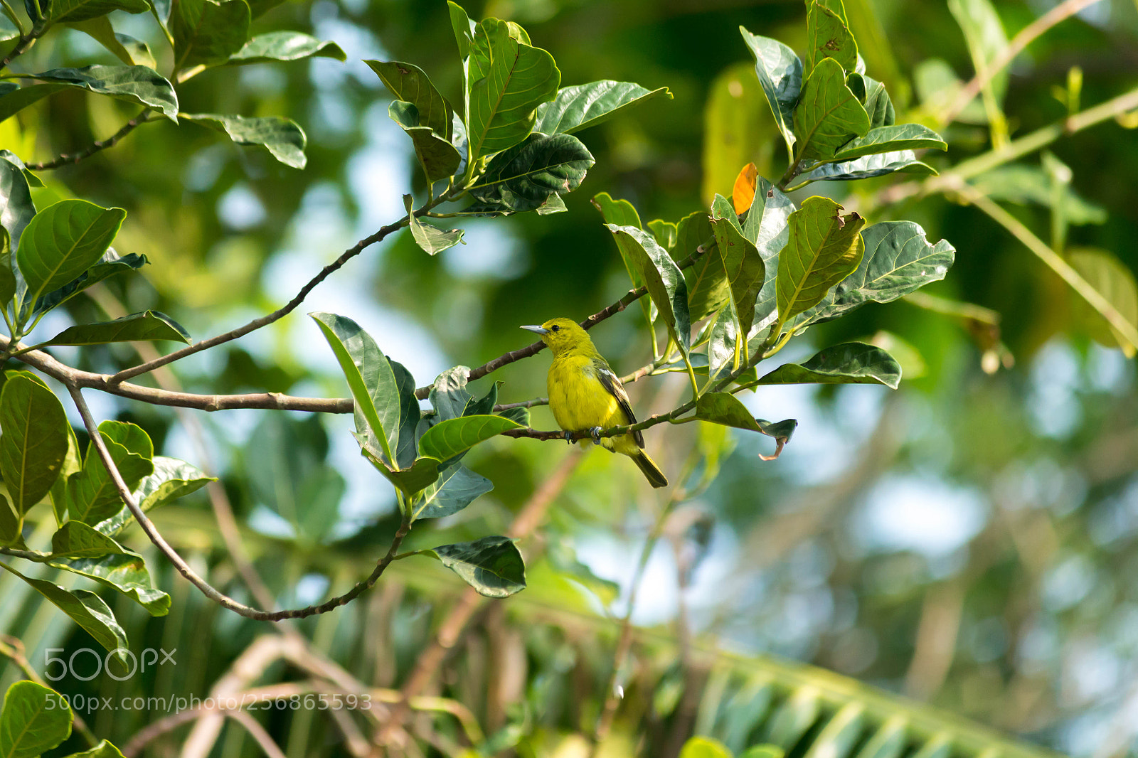 Canon EOS 700D (EOS Rebel T5i / EOS Kiss X7i) sample photo. Common iora photography