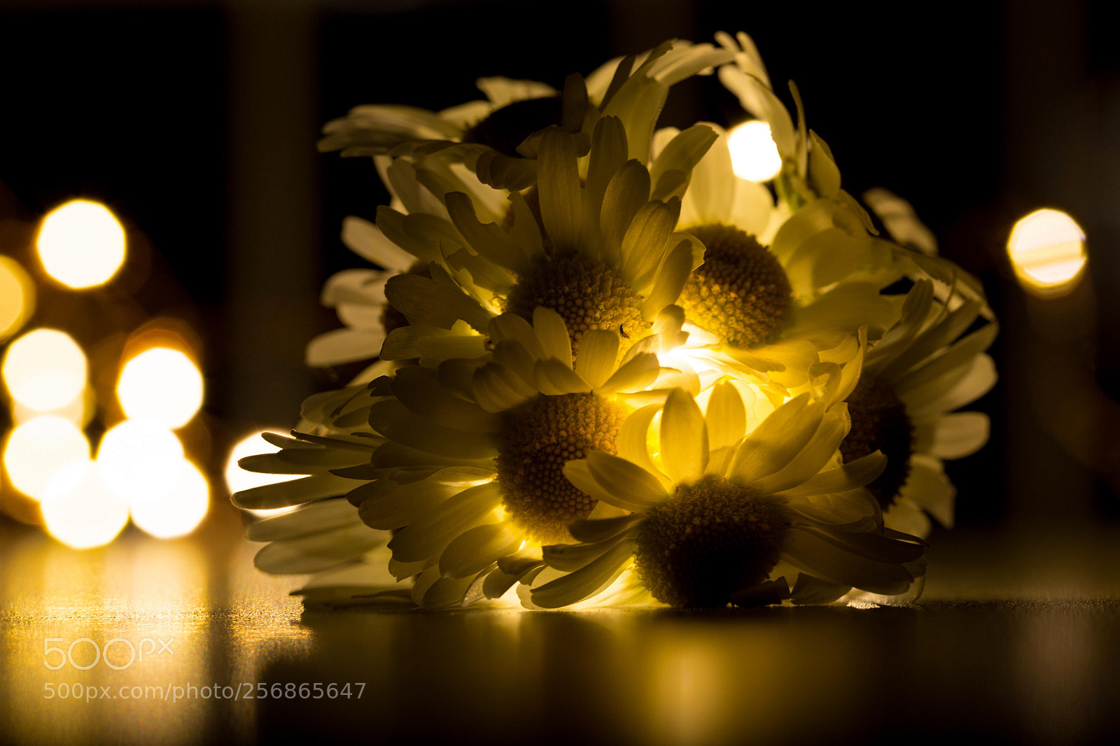 Canon EOS 6D sample photo. Lichtmargerite photography