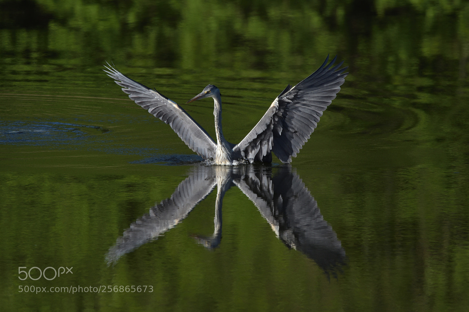 Nikon D750 sample photo. Grey heron (ardea cinerea) photography