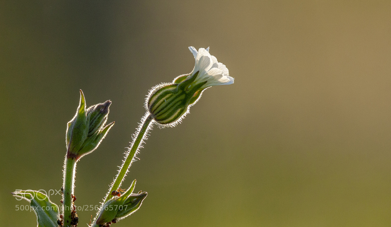 Canon EOS 40D sample photo. Solpor no calvo photography