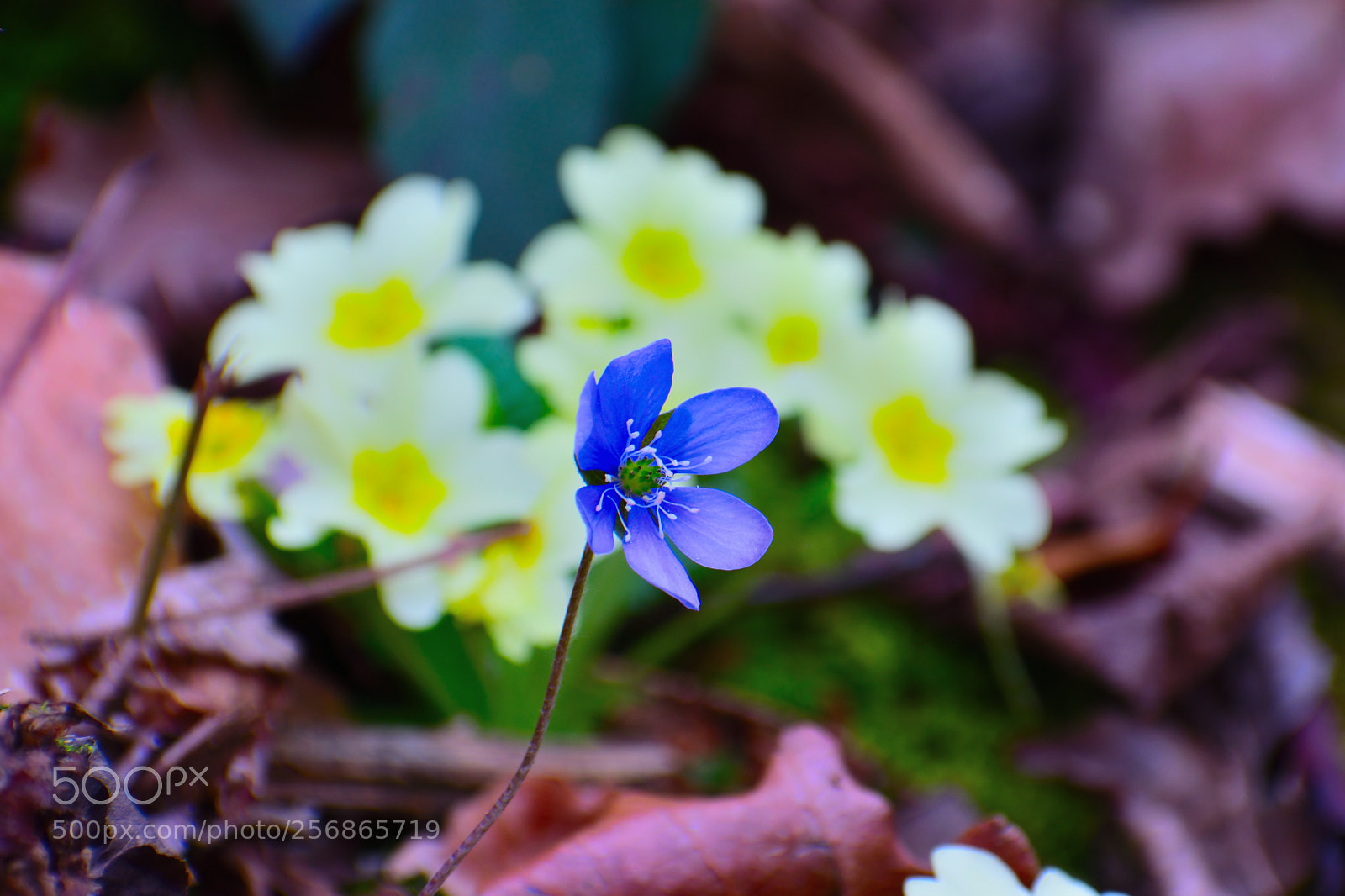 Nikon D3300 sample photo. Mixed spring flowers photography