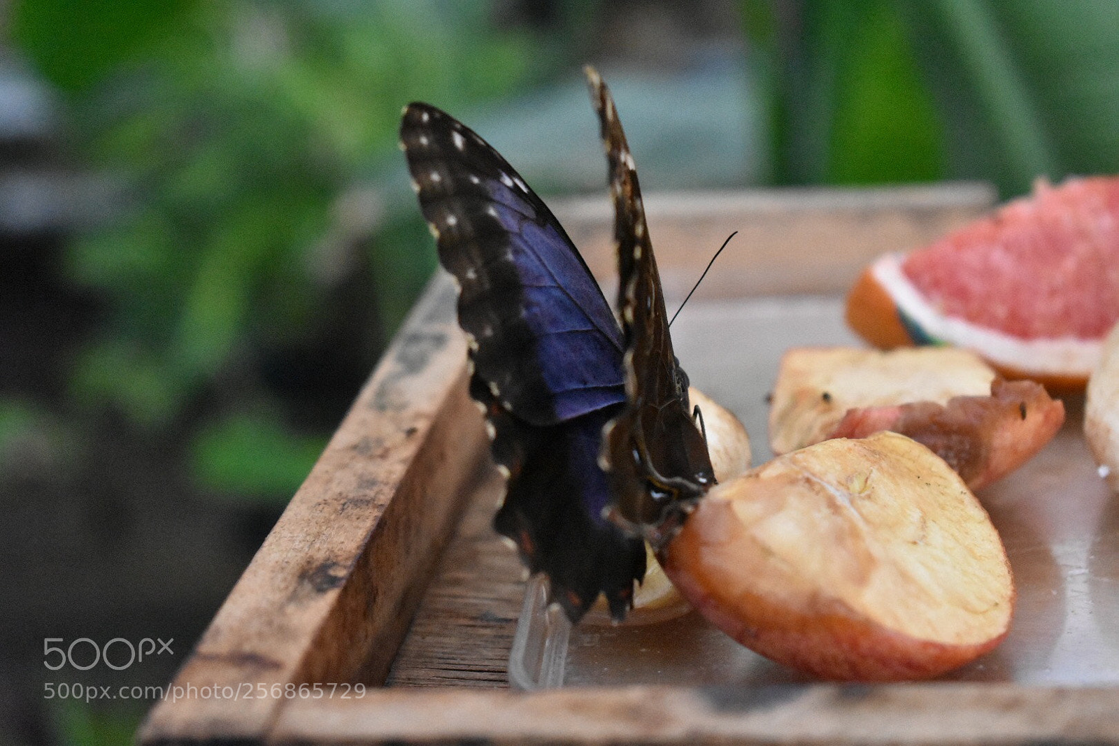 Nikon D3400 sample photo. Blue butterfly photography