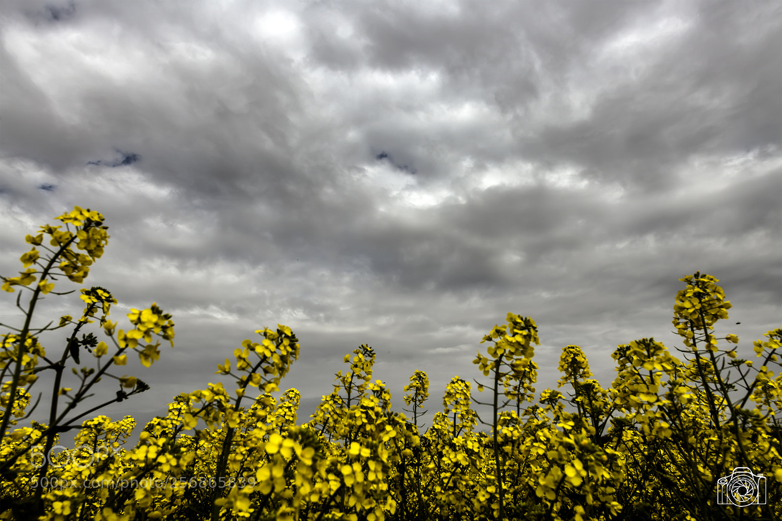 Nikon D850 sample photo. Colza field photography