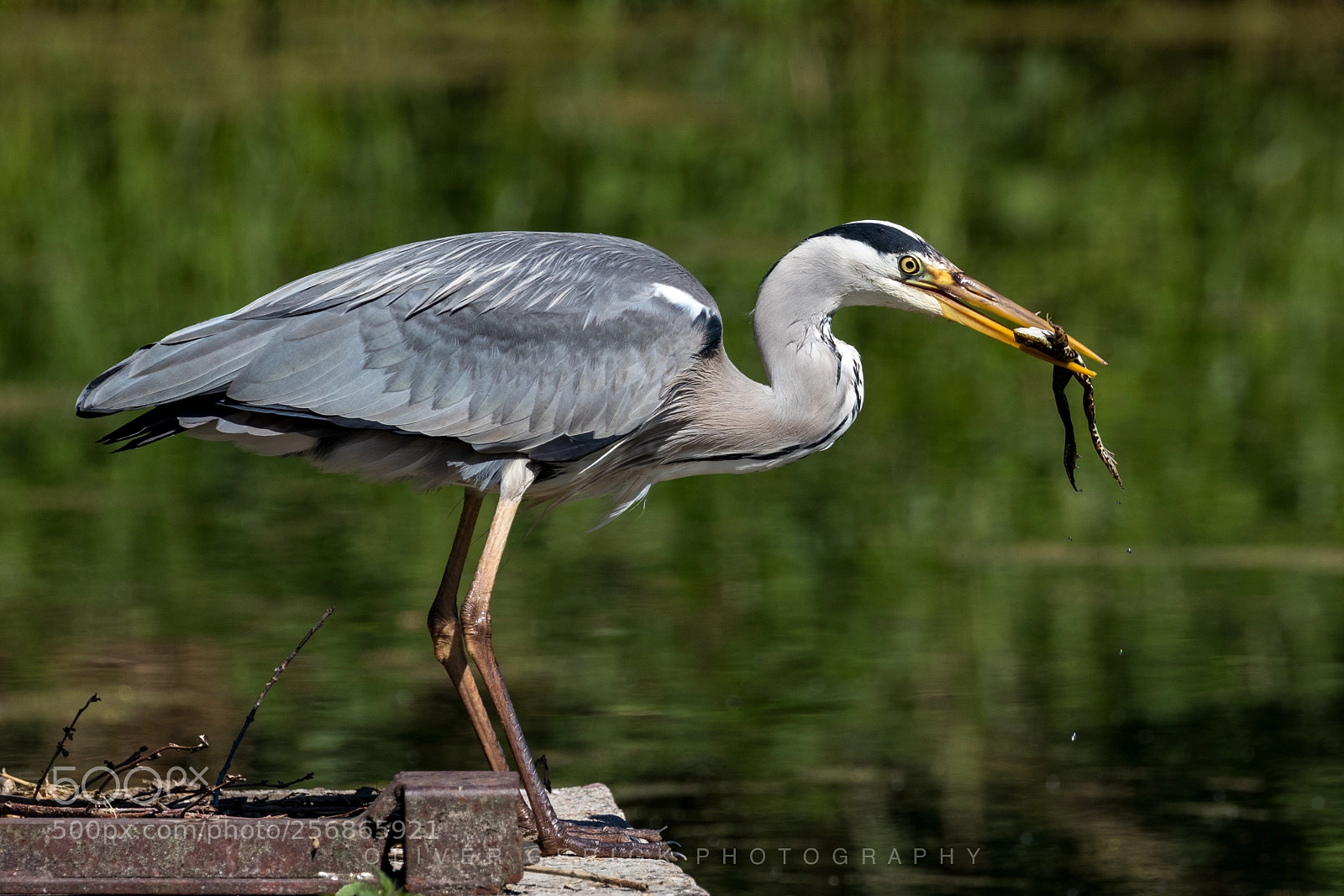 Canon EOS 80D sample photo. Heron with toad photography