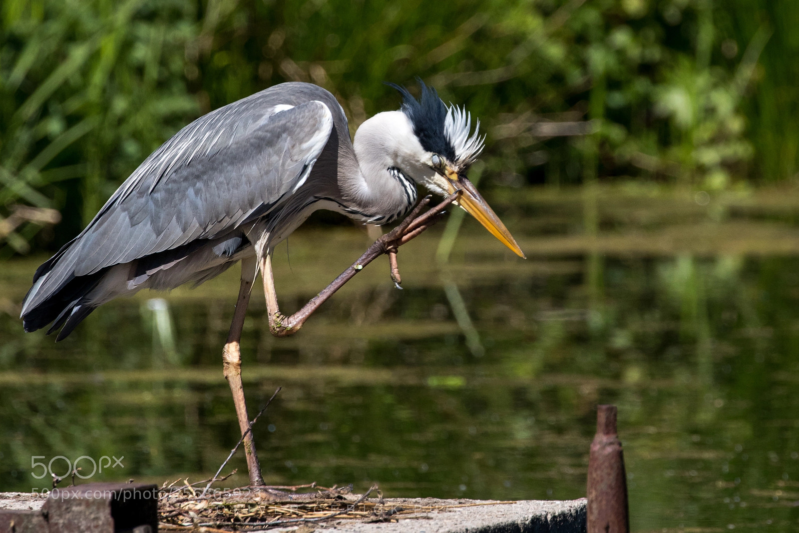 Canon EOS 80D sample photo. Heron photography