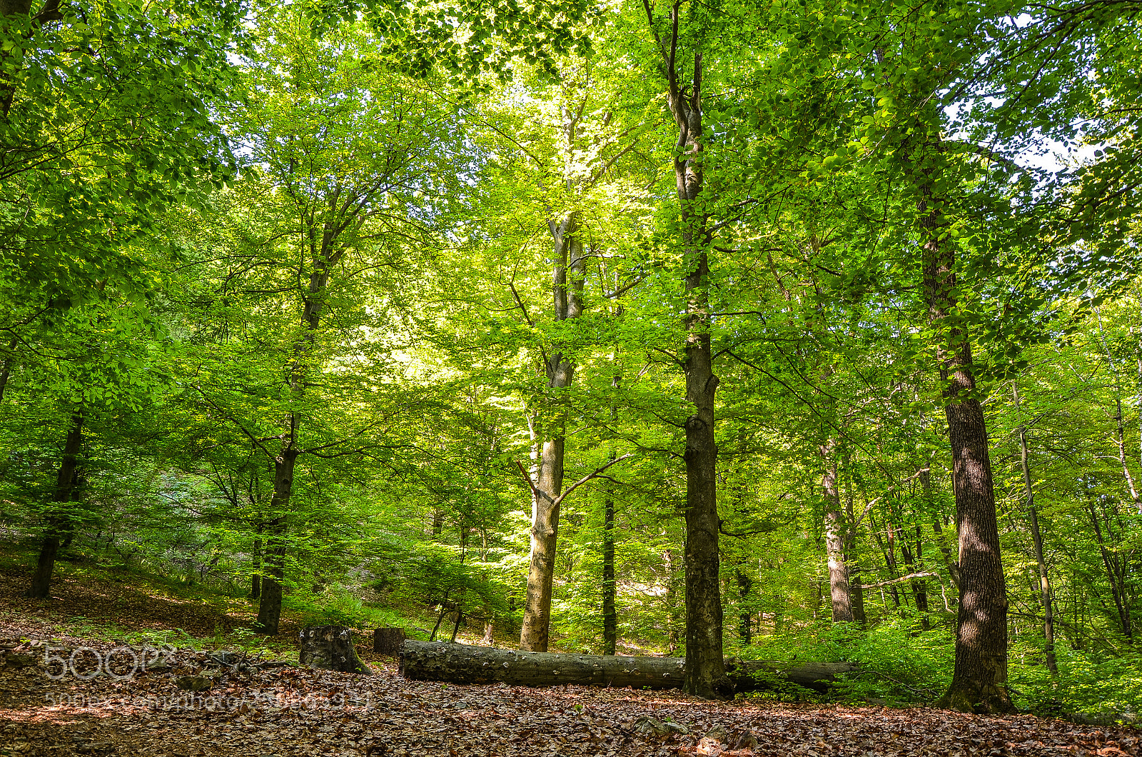 Nikon D5100 sample photo. Magical spring forest photography