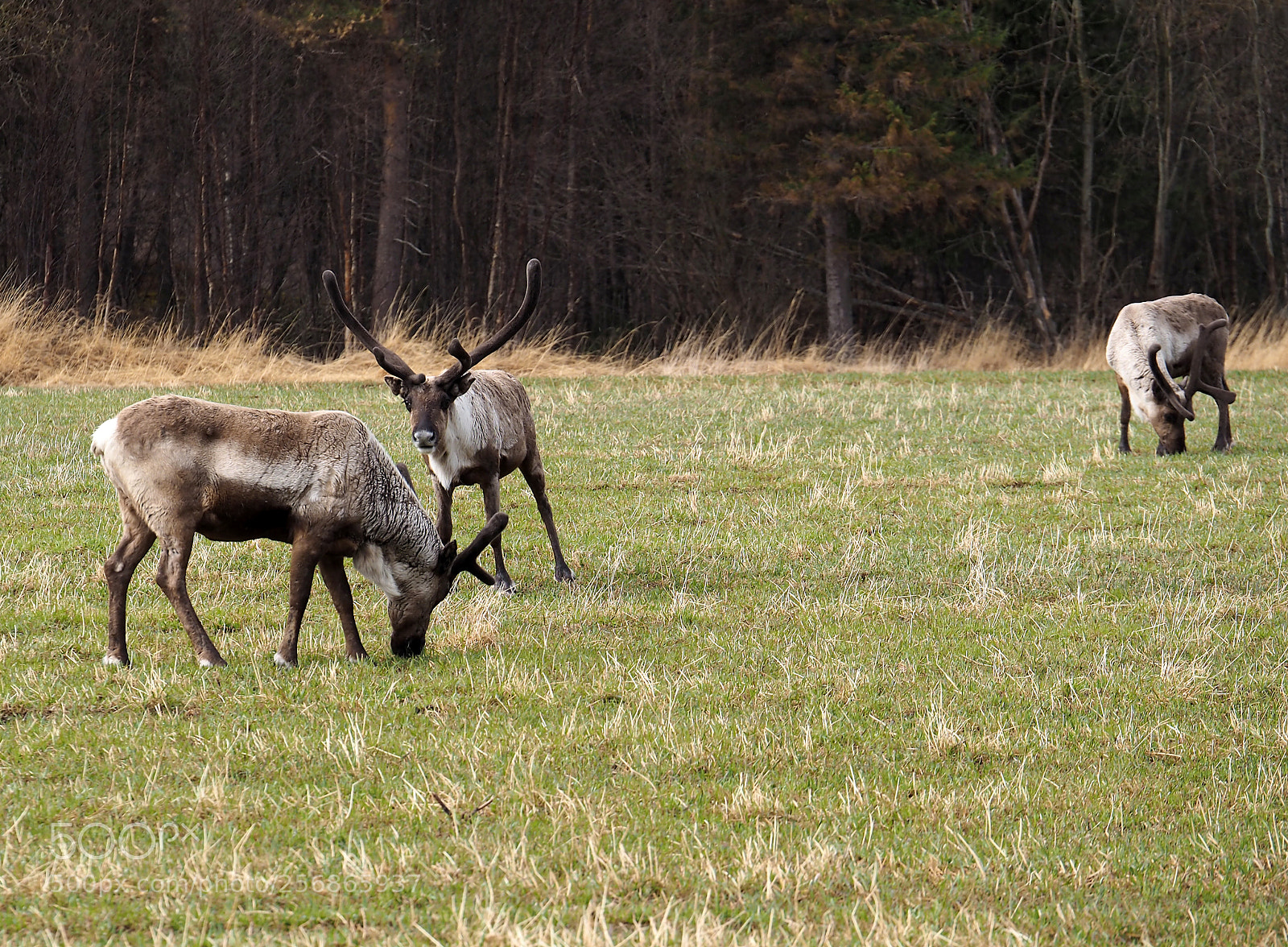 Olympus OM-D E-M1 sample photo. Reindeer in springtime photography