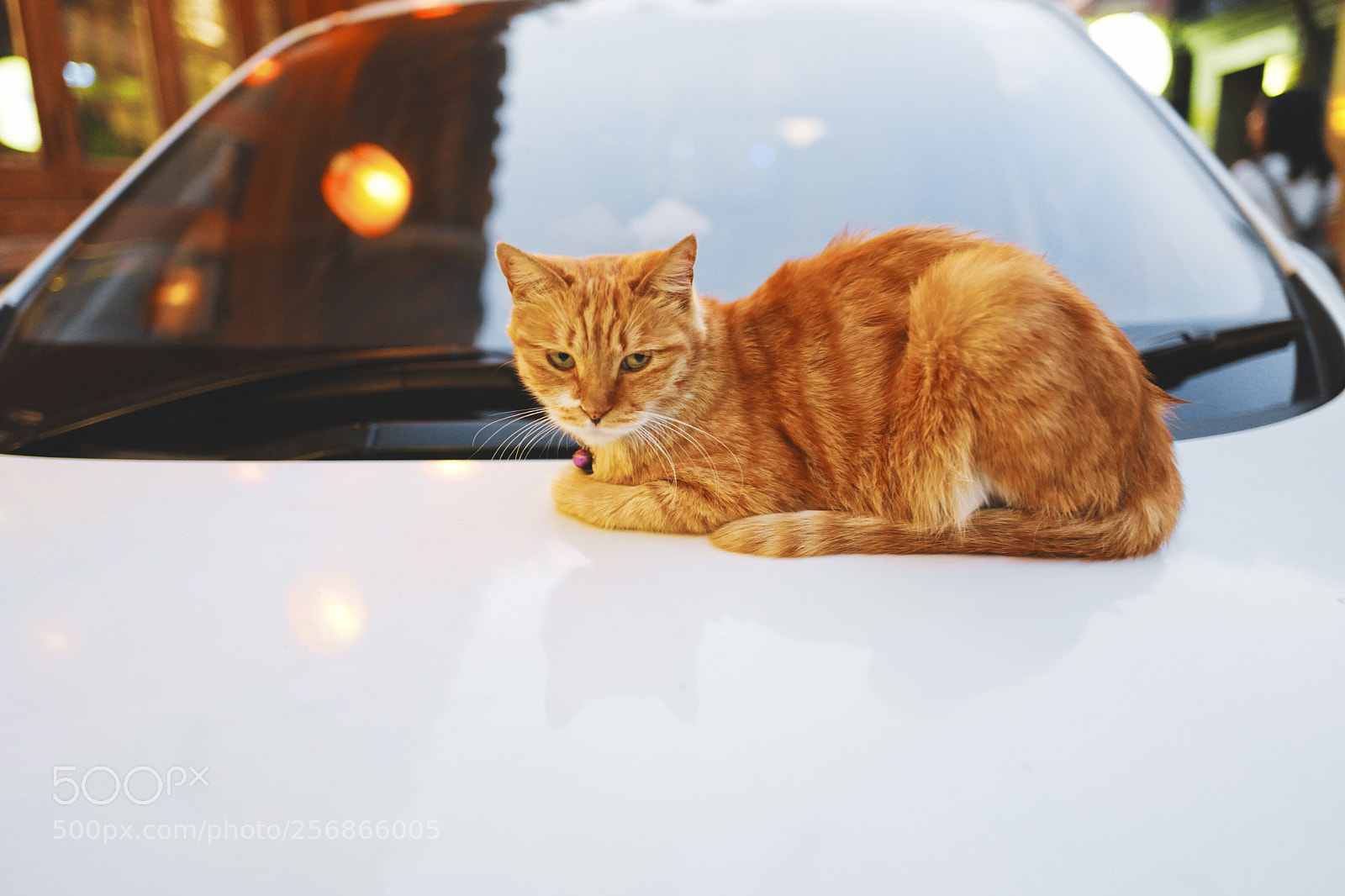 Leica Q (Typ 116) sample photo. 猫 photography