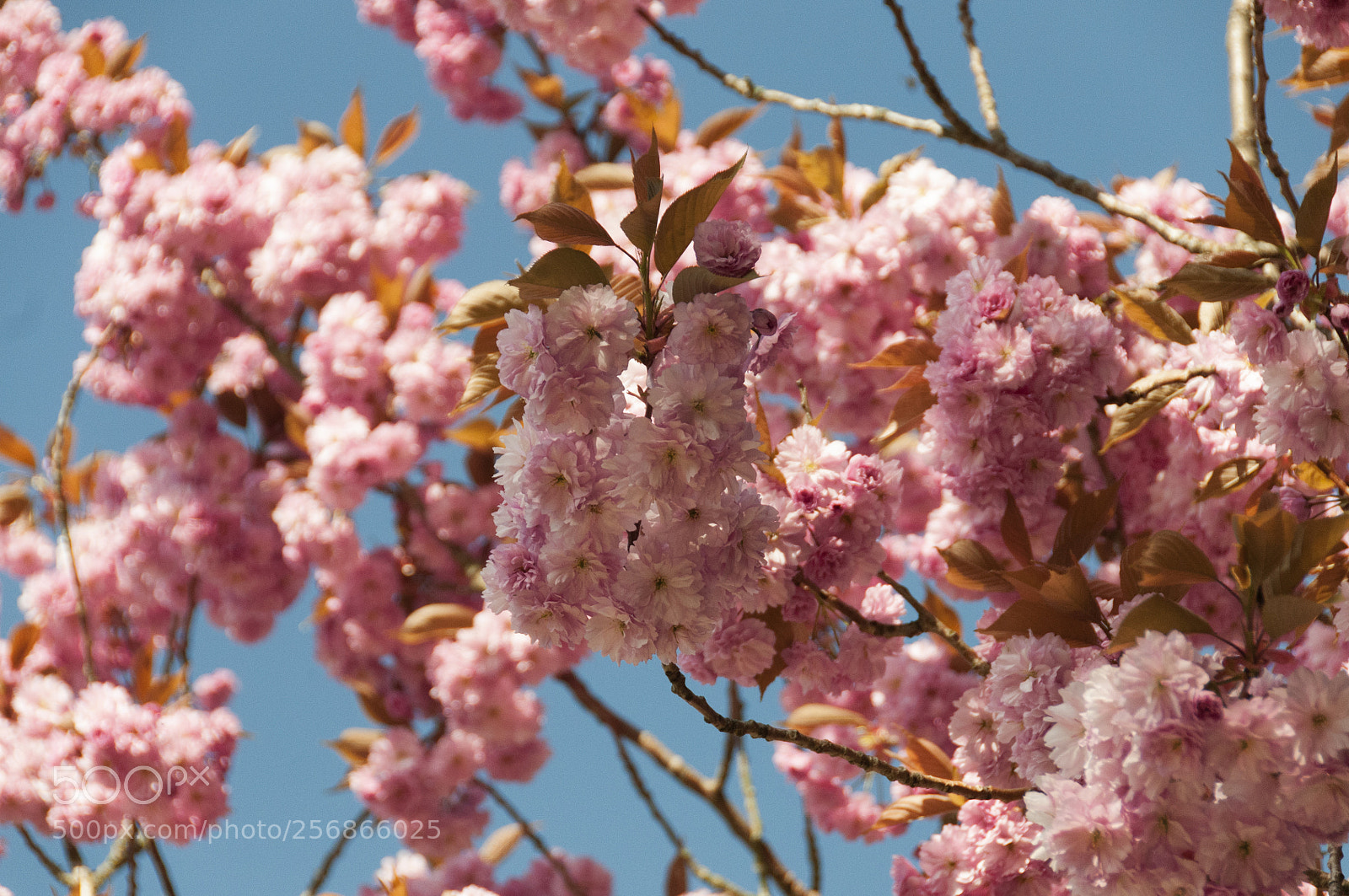 Nikon D300 sample photo. Blossom photography