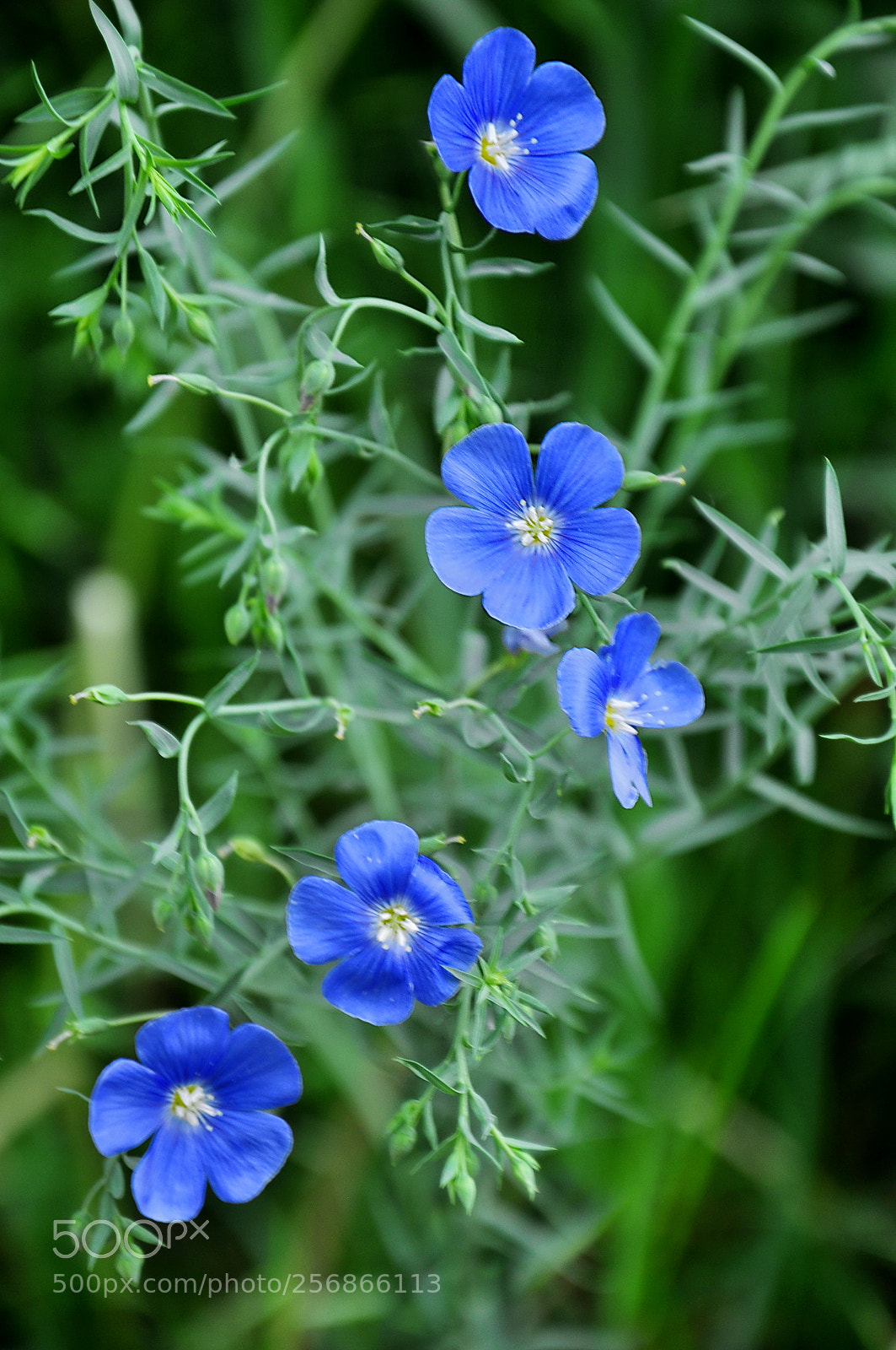 Nikon D90 sample photo. May photography