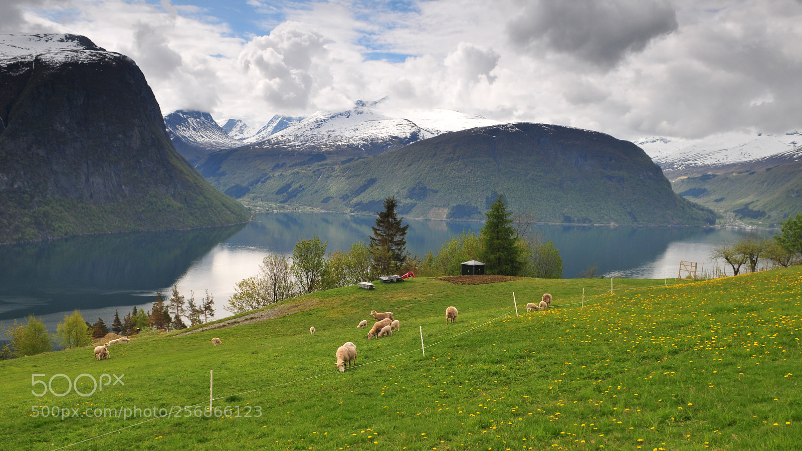 Nikon D300 sample photo. Grazing sheeps photography