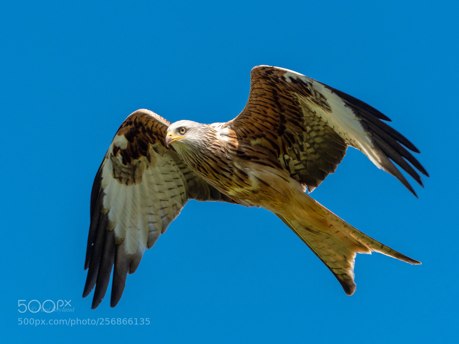 Olympus OM-D E-M1 Mark II sample photo. Red kite photography