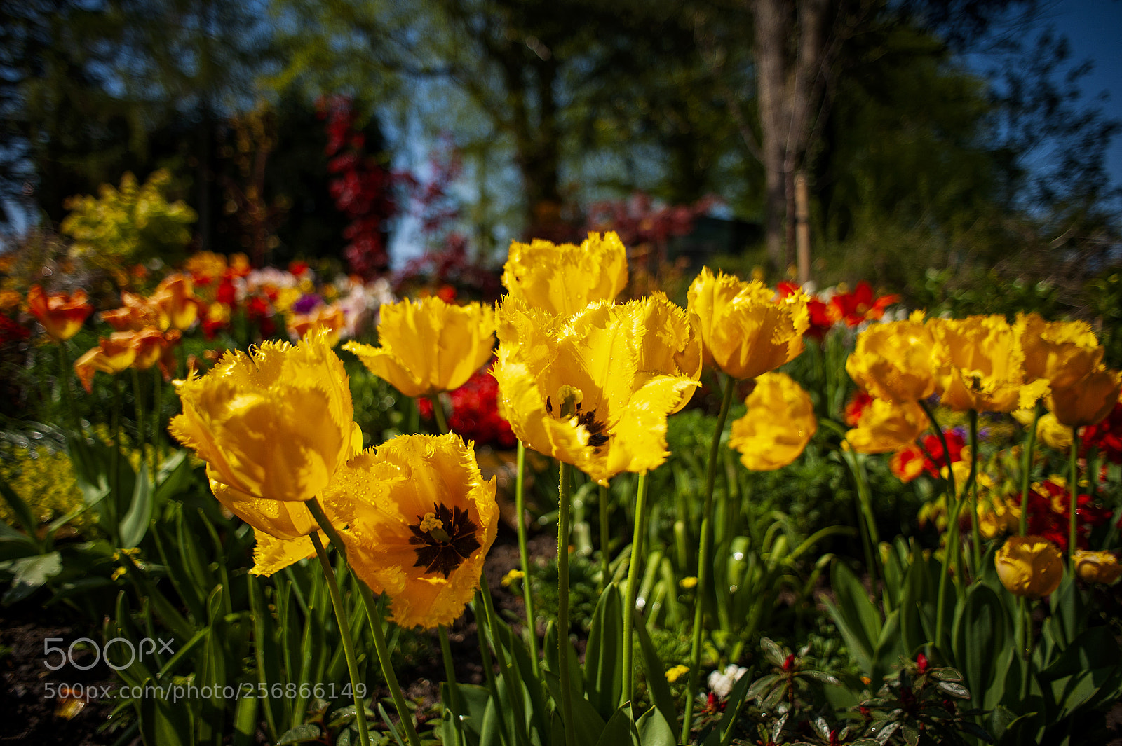 Nikon D700 sample photo. Yorkshire in bloom photography