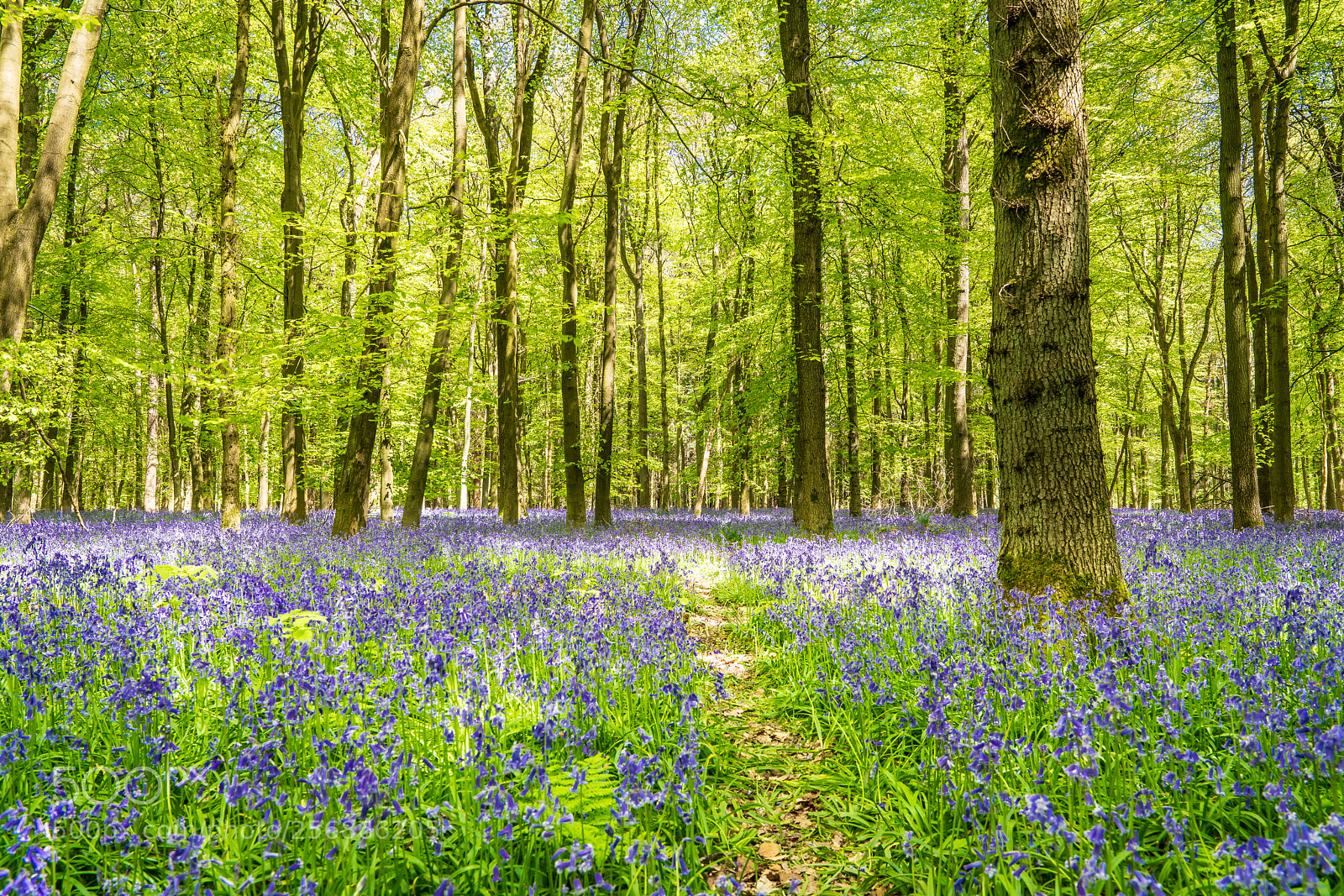 Sony a7R III sample photo. Bluebells photography