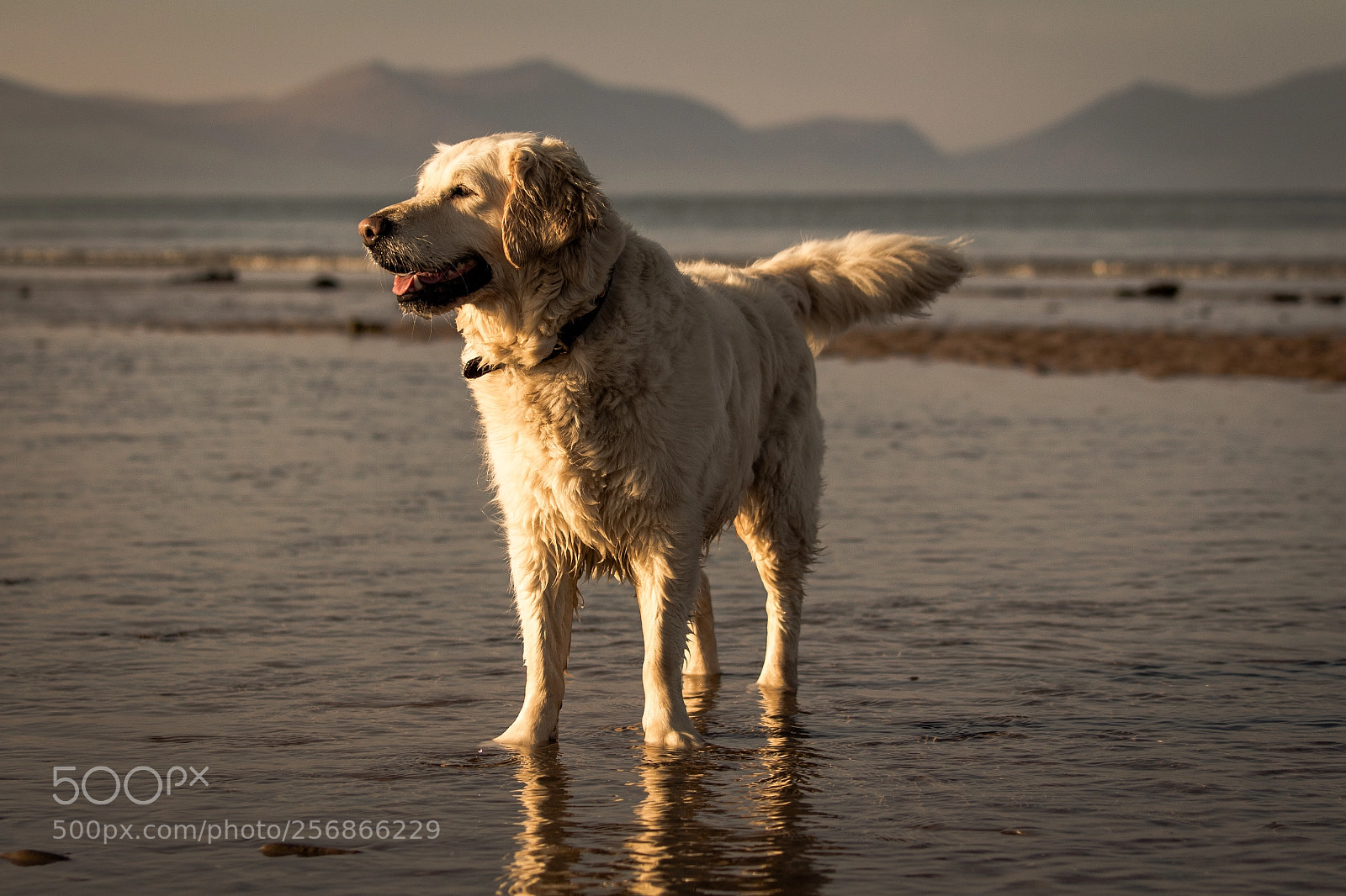Canon EOS 700D (EOS Rebel T5i / EOS Kiss X7i) sample photo. Golden retriever photography