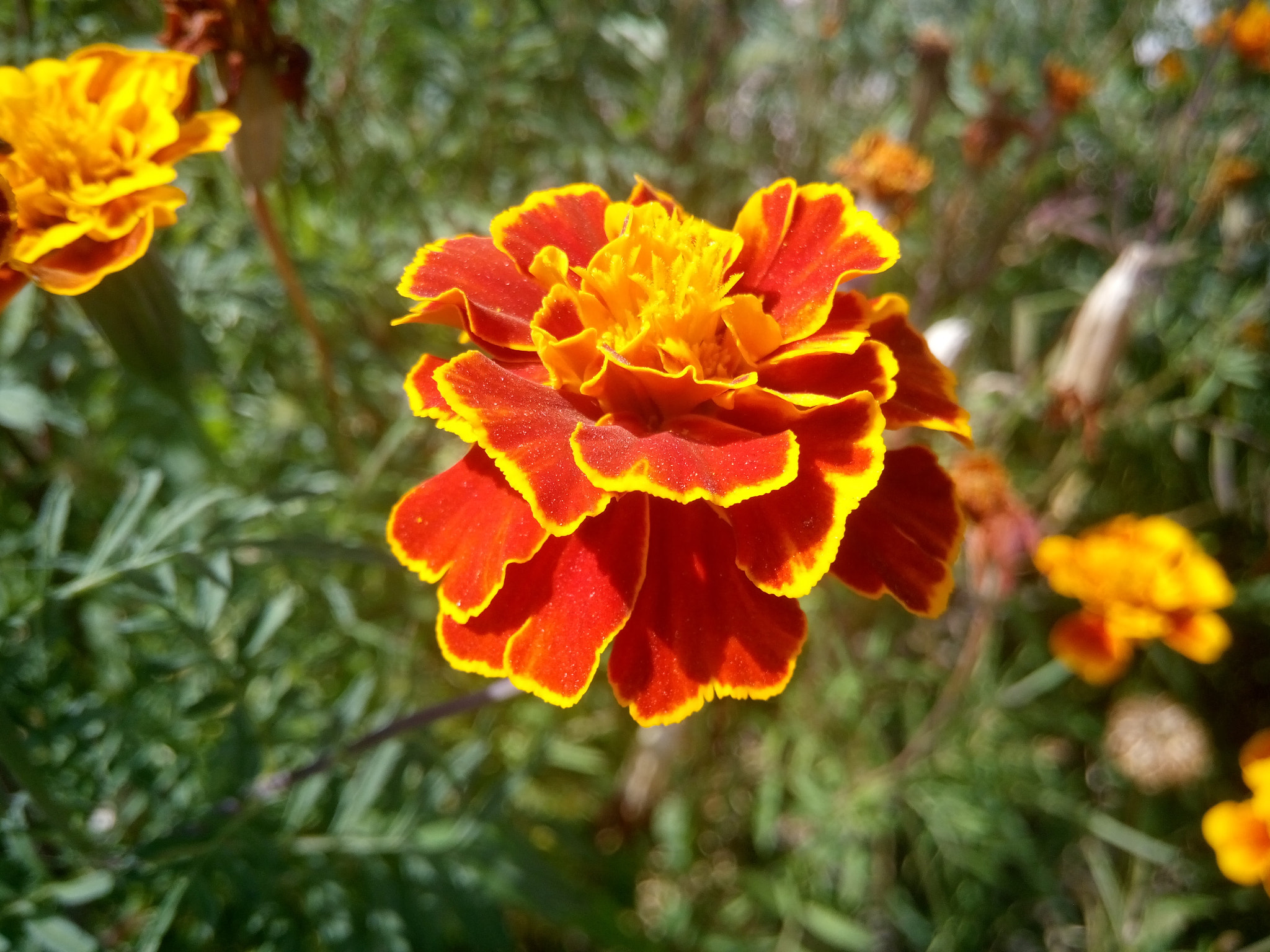 Xiaomi HM NOTE sample photo. Flower photography