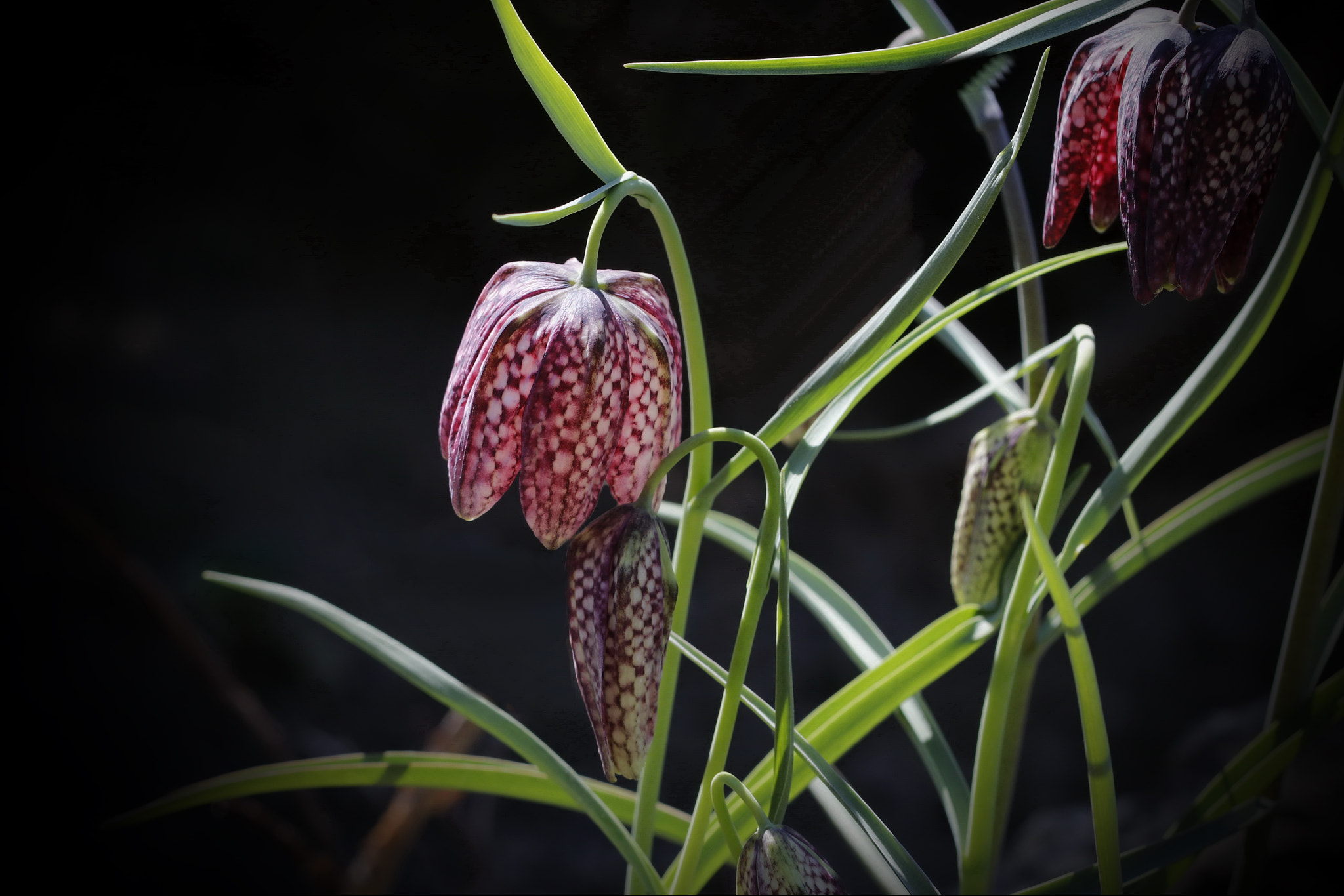 Canon EF 100mm F2.8L Macro IS USM sample photo. Schachblume photography