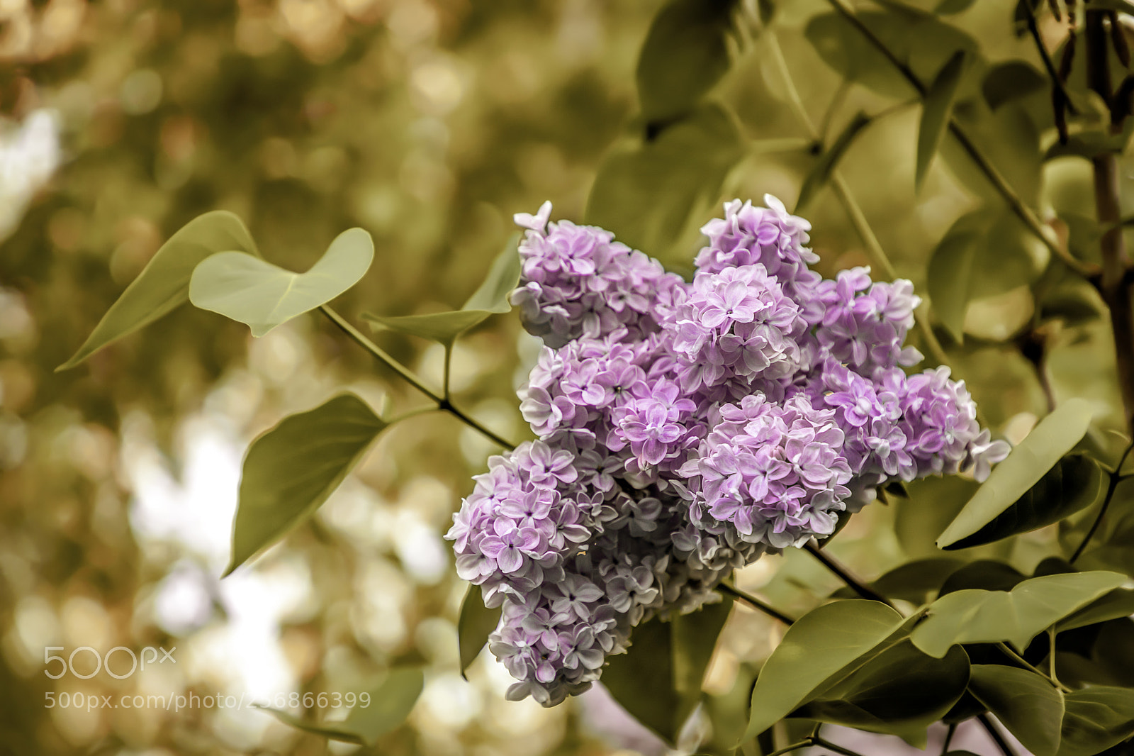 Canon EOS 6D Mark II sample photo. Flowers photography