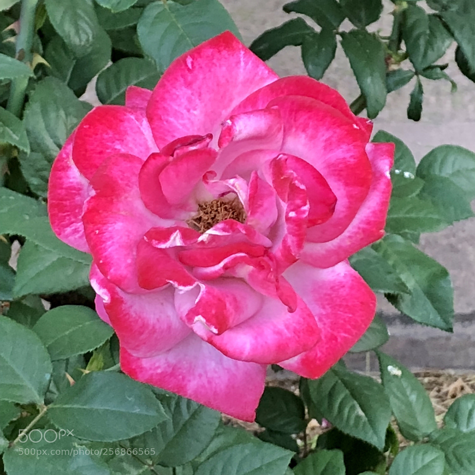 Apple iPhone 8 Plus sample photo. Perfect bloom! photography