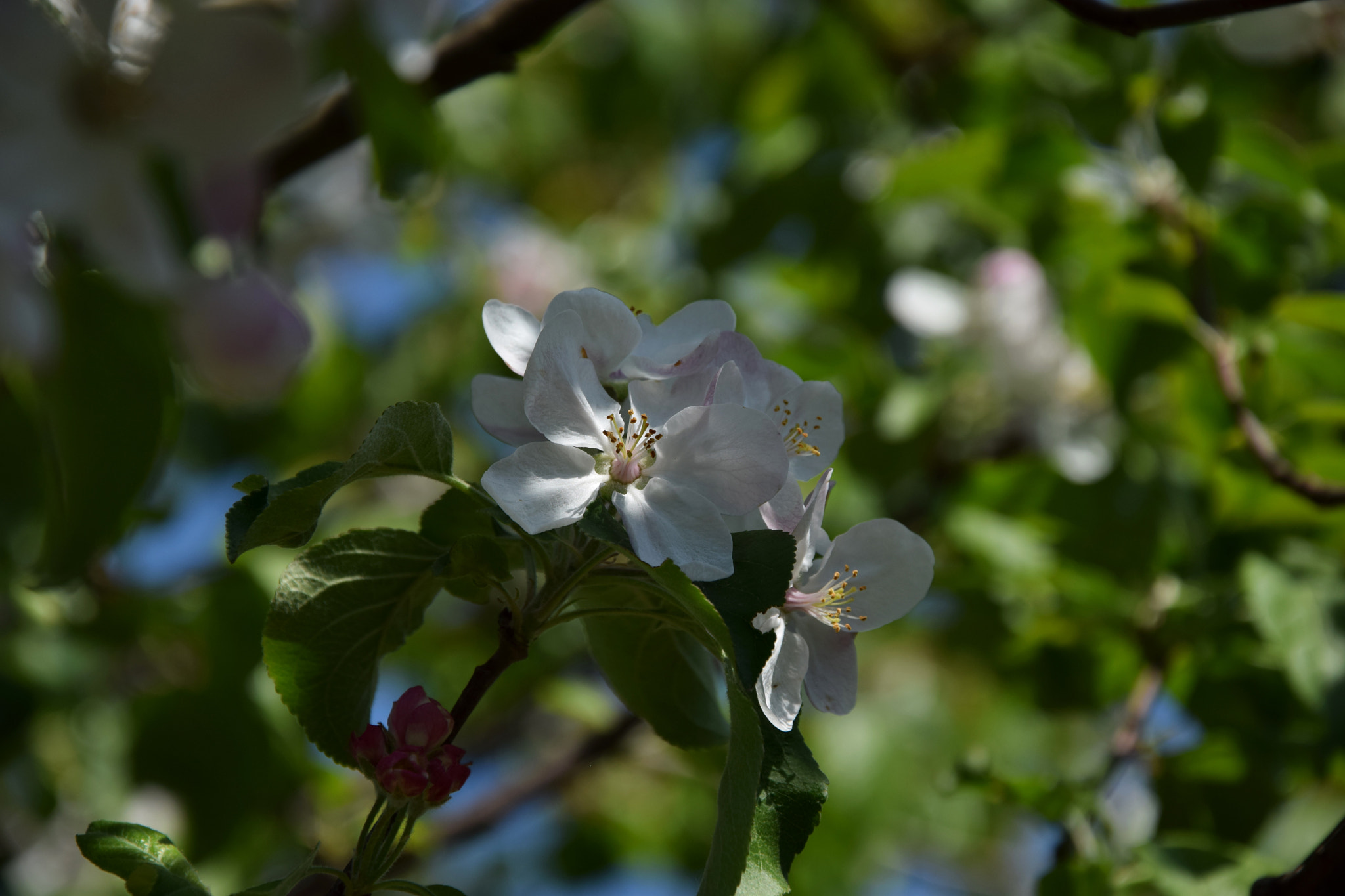 Nikon D3300 sample photo. Signs of spring photography