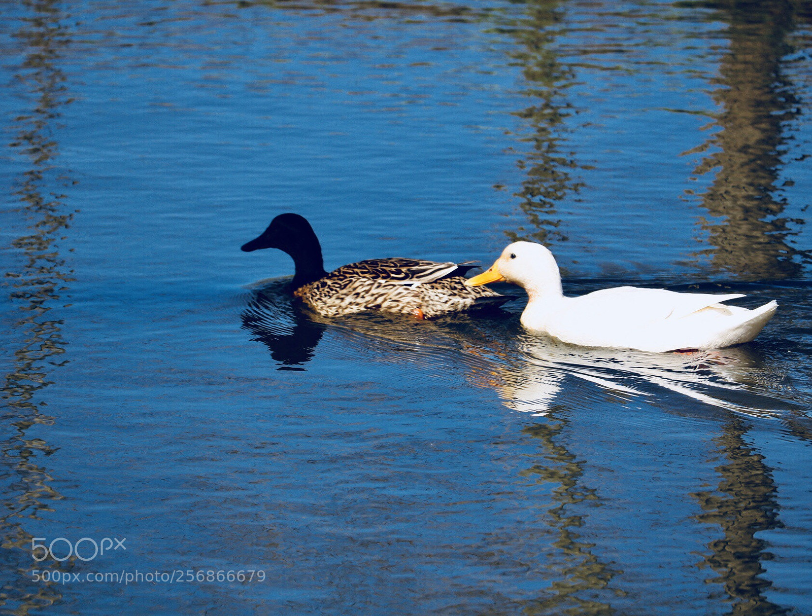 Canon EOS 750D (EOS Rebel T6i / EOS Kiss X8i) sample photo. Ducks  photography