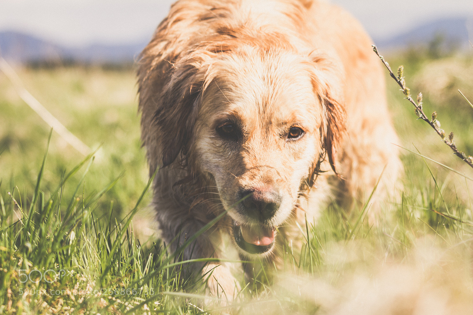 Canon EOS 700D (EOS Rebel T5i / EOS Kiss X7i) sample photo. Golden retriever photography