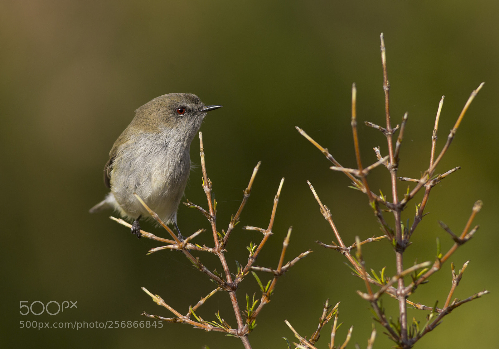 Canon EOS 6D sample photo. Grey warbler looking for photography