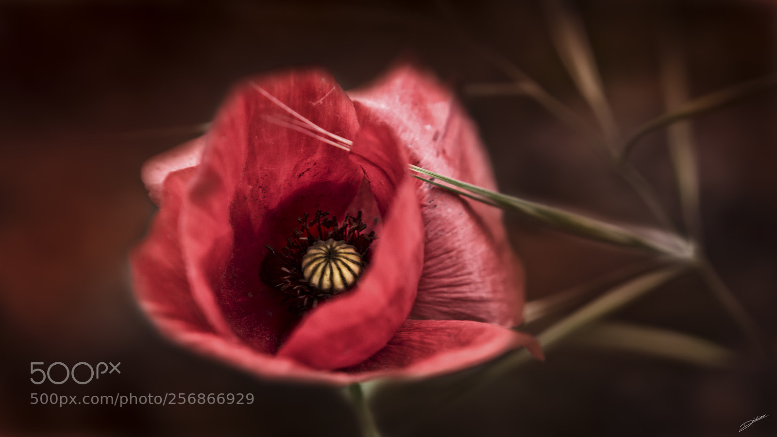 Nikon D5500 sample photo. *** coquelicot *** photography