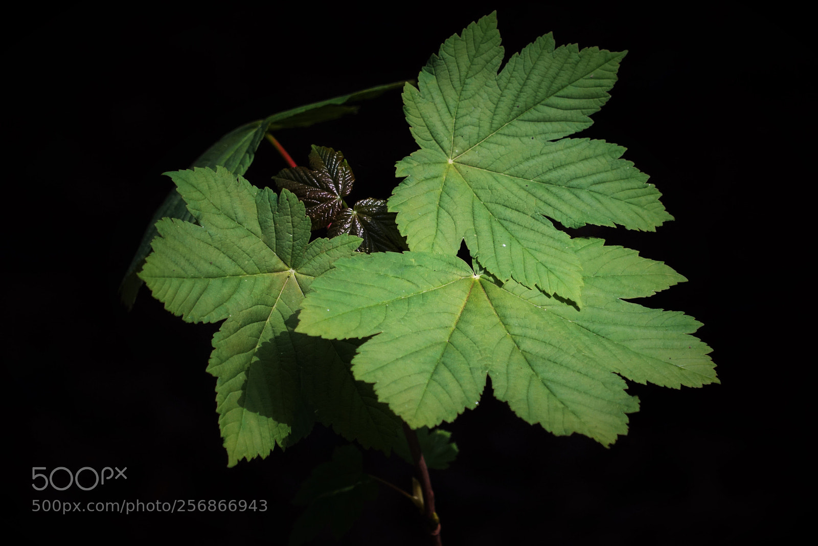 Sony a6500 sample photo. Some green leaves.  photography