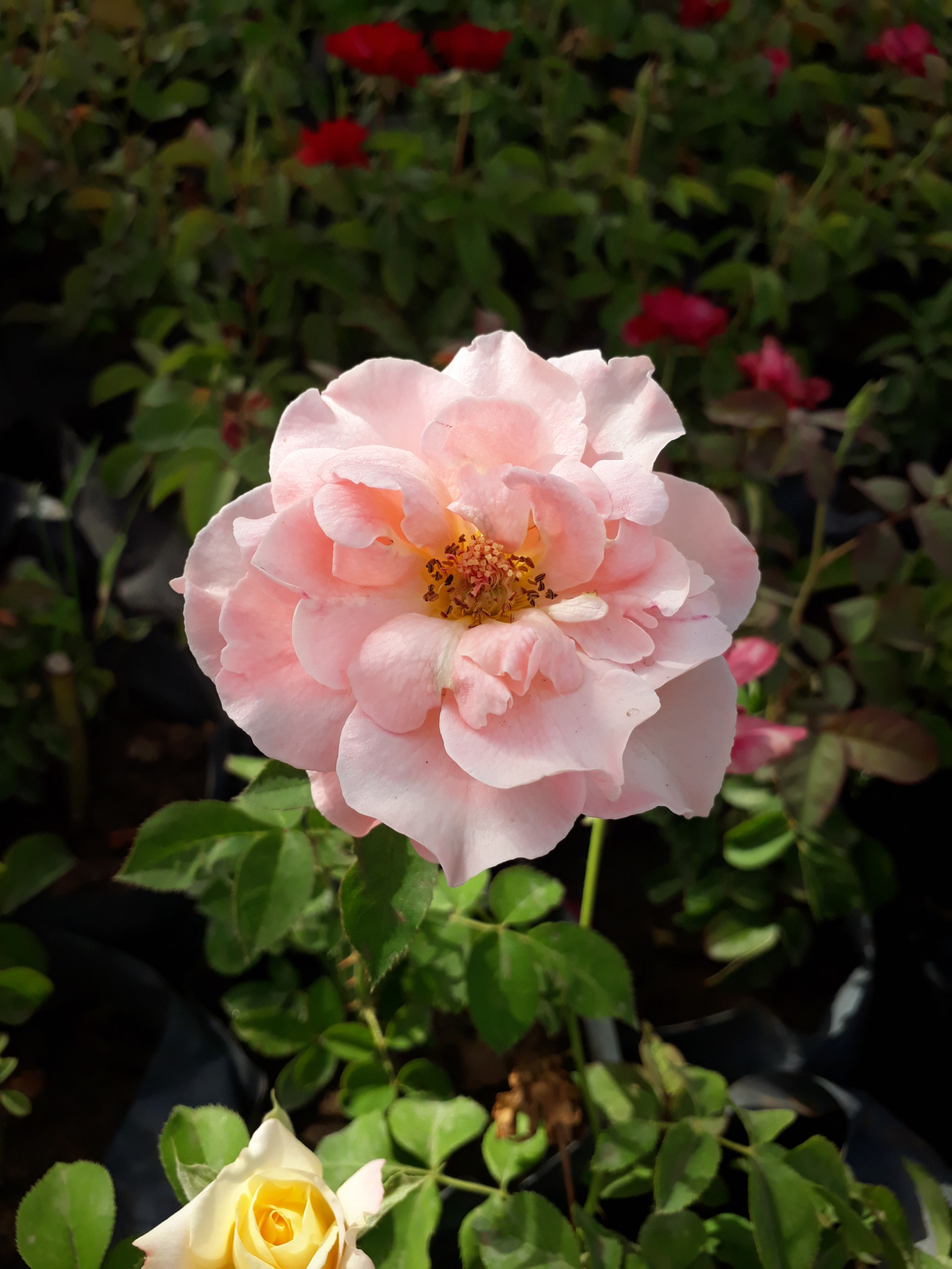 Samsung Galaxy A3(2017) sample photo
