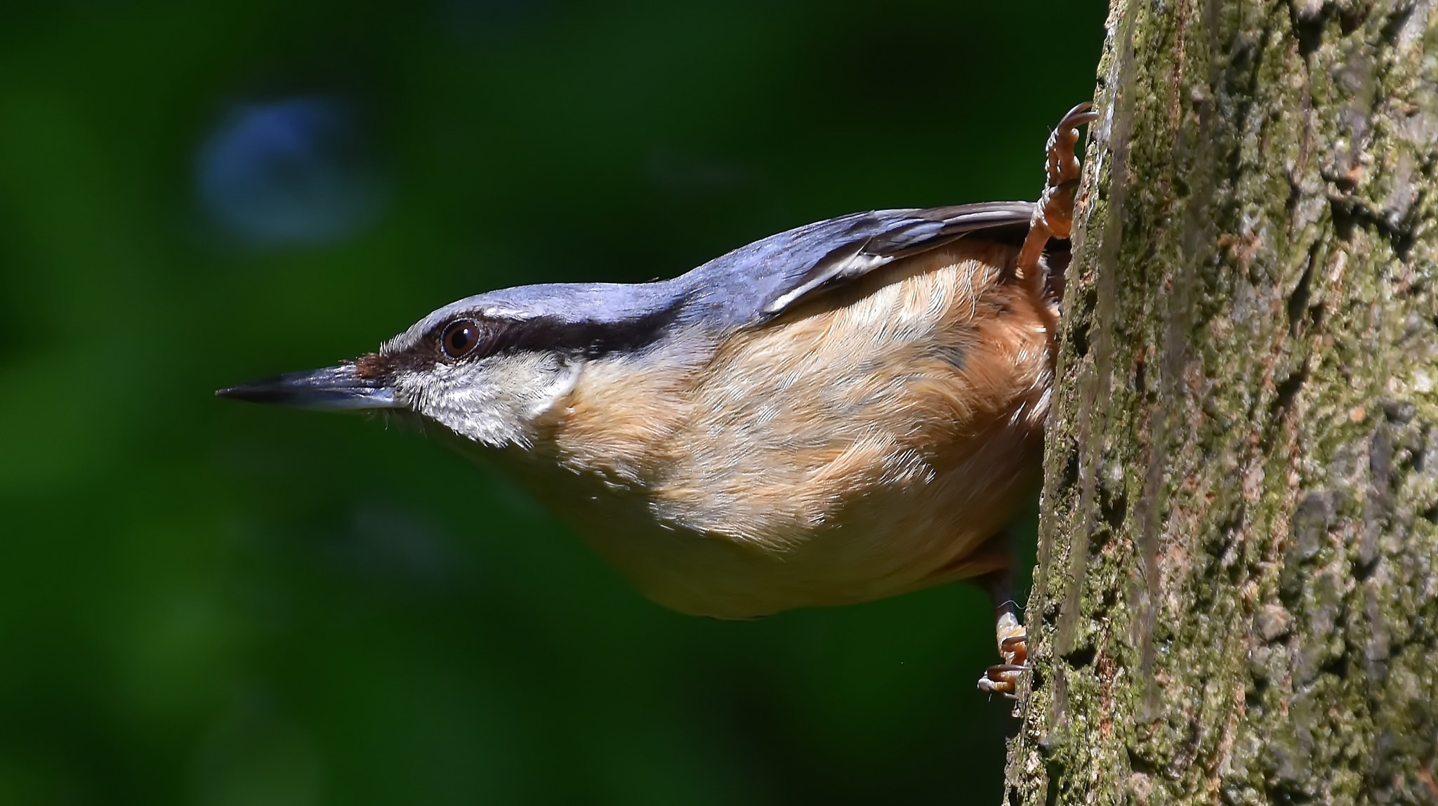 Nikon D7200 sample photo. Nuthatch... photography