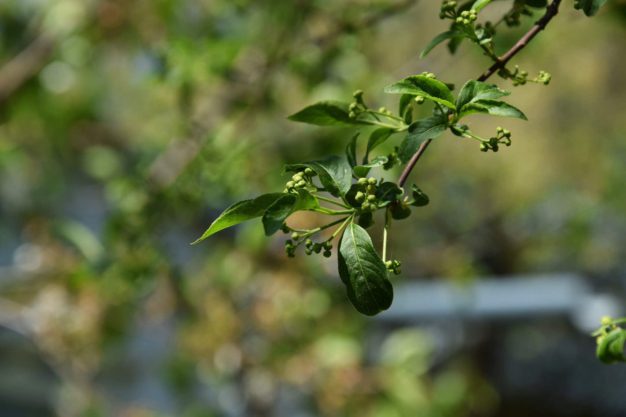 Nikon D3300 sample photo. Twig photography