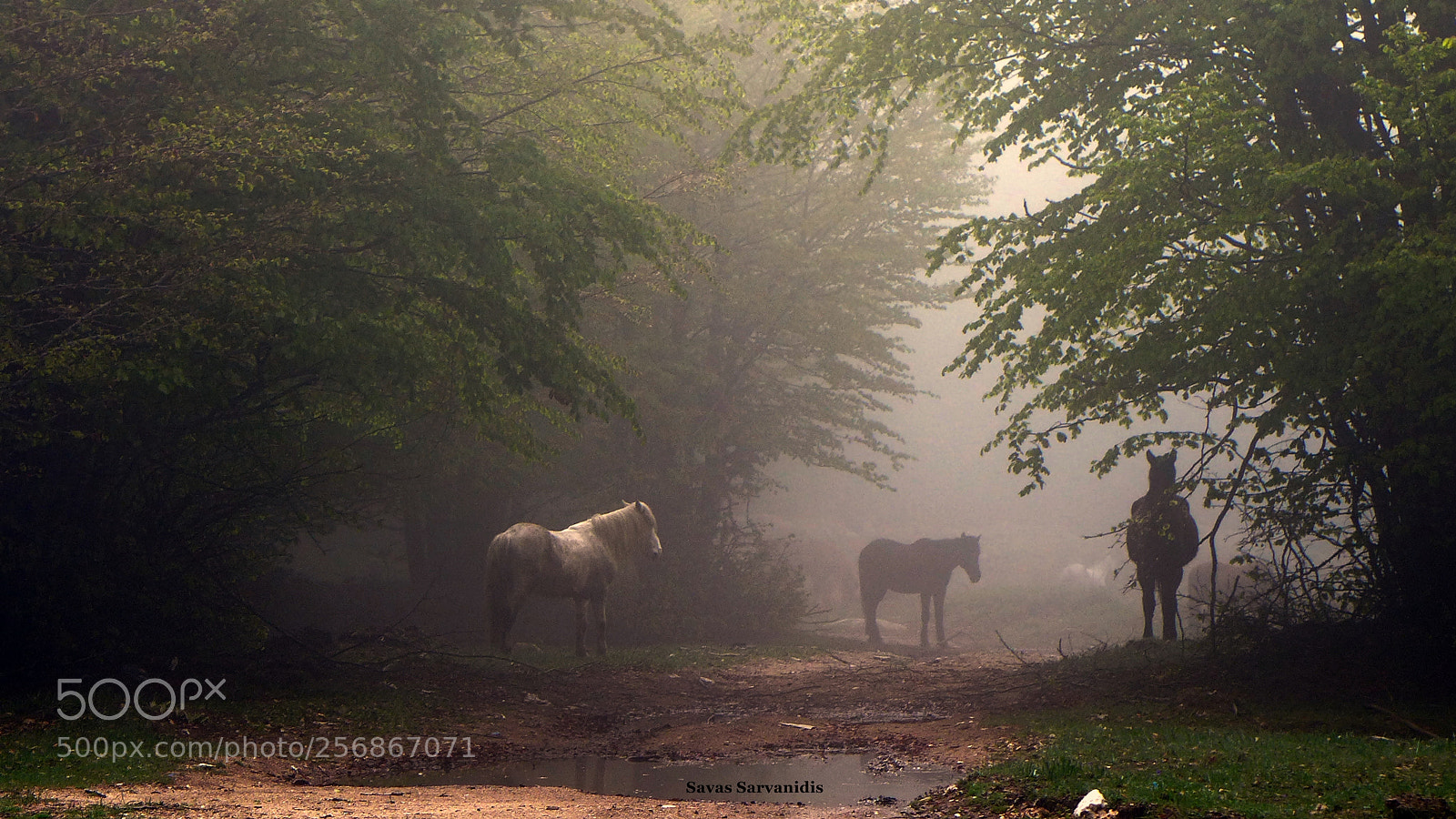 Panasonic Lumix DMC-LX7 sample photo. Horses in fog.. photography
