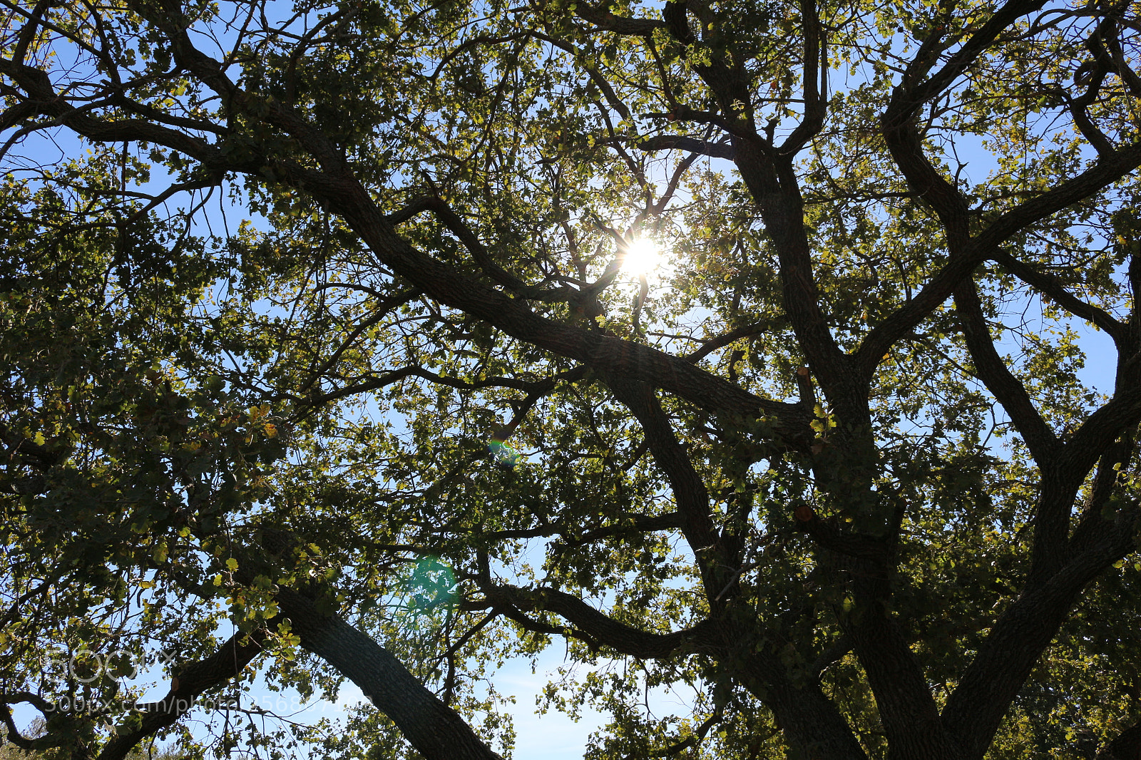 Canon EOS 100D (EOS Rebel SL1 / EOS Kiss X7) sample photo. Prayer photography