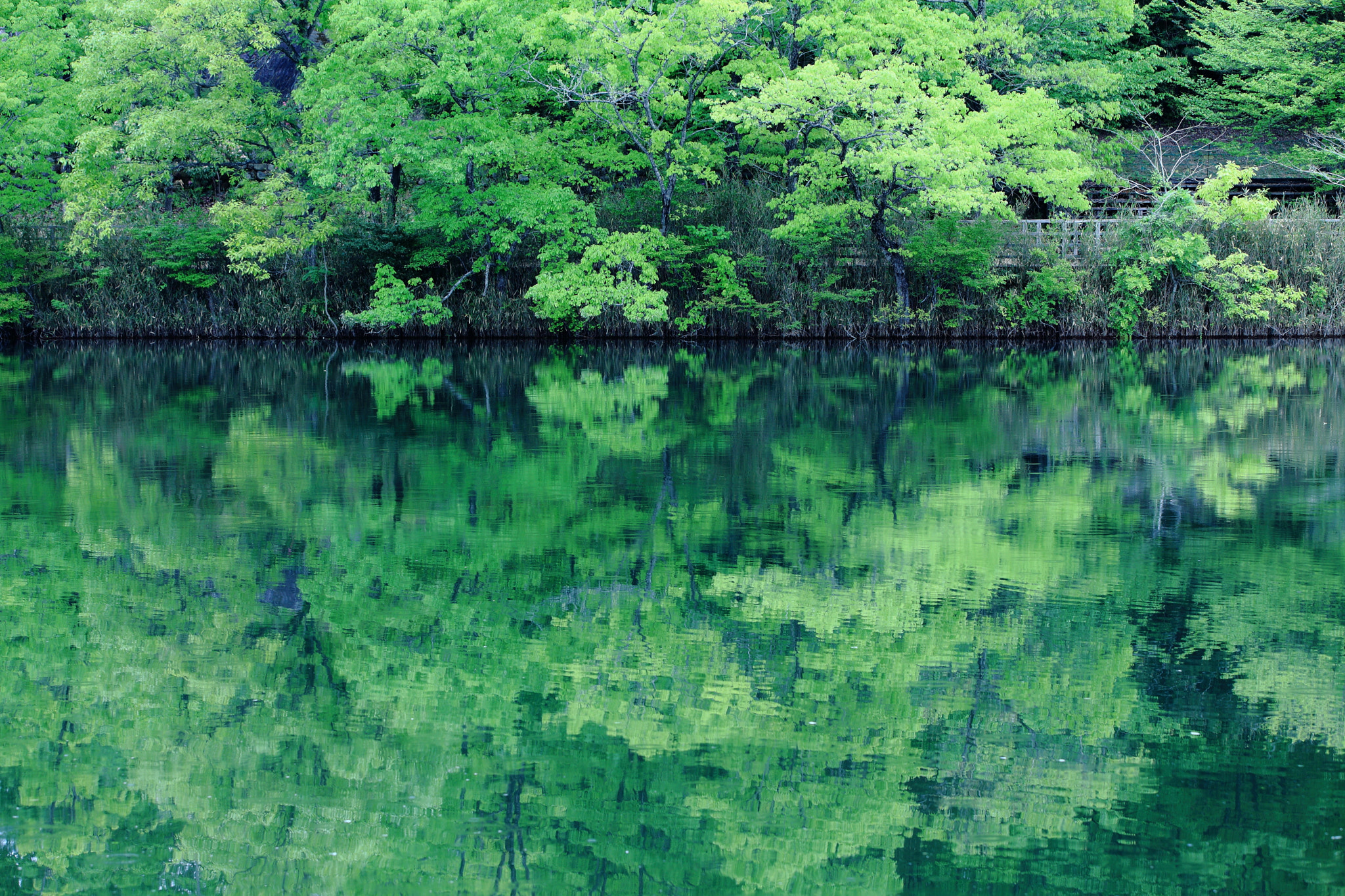 Canon EOS 5D Mark II sample photo. Spring photography
