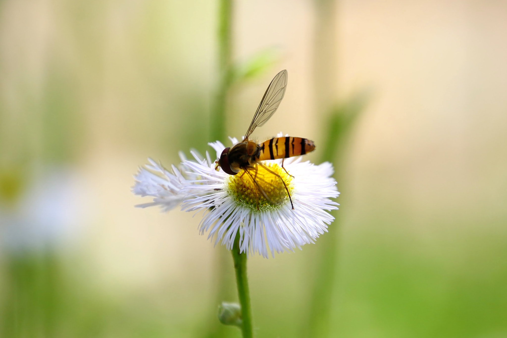 Canon EOS 7D Mark II + Canon EF 300mm F2.8L IS II USM sample photo. ハルジオンとホソヒラタアブ photography