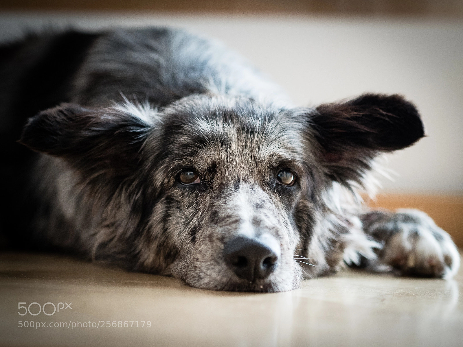 Olympus OM-D E-M5 II sample photo. Chillin' photography