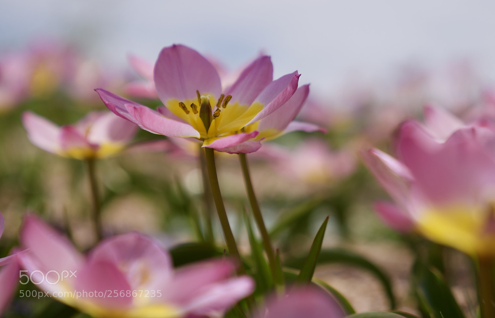 Sony a7R III sample photo. Desert flowers  photography