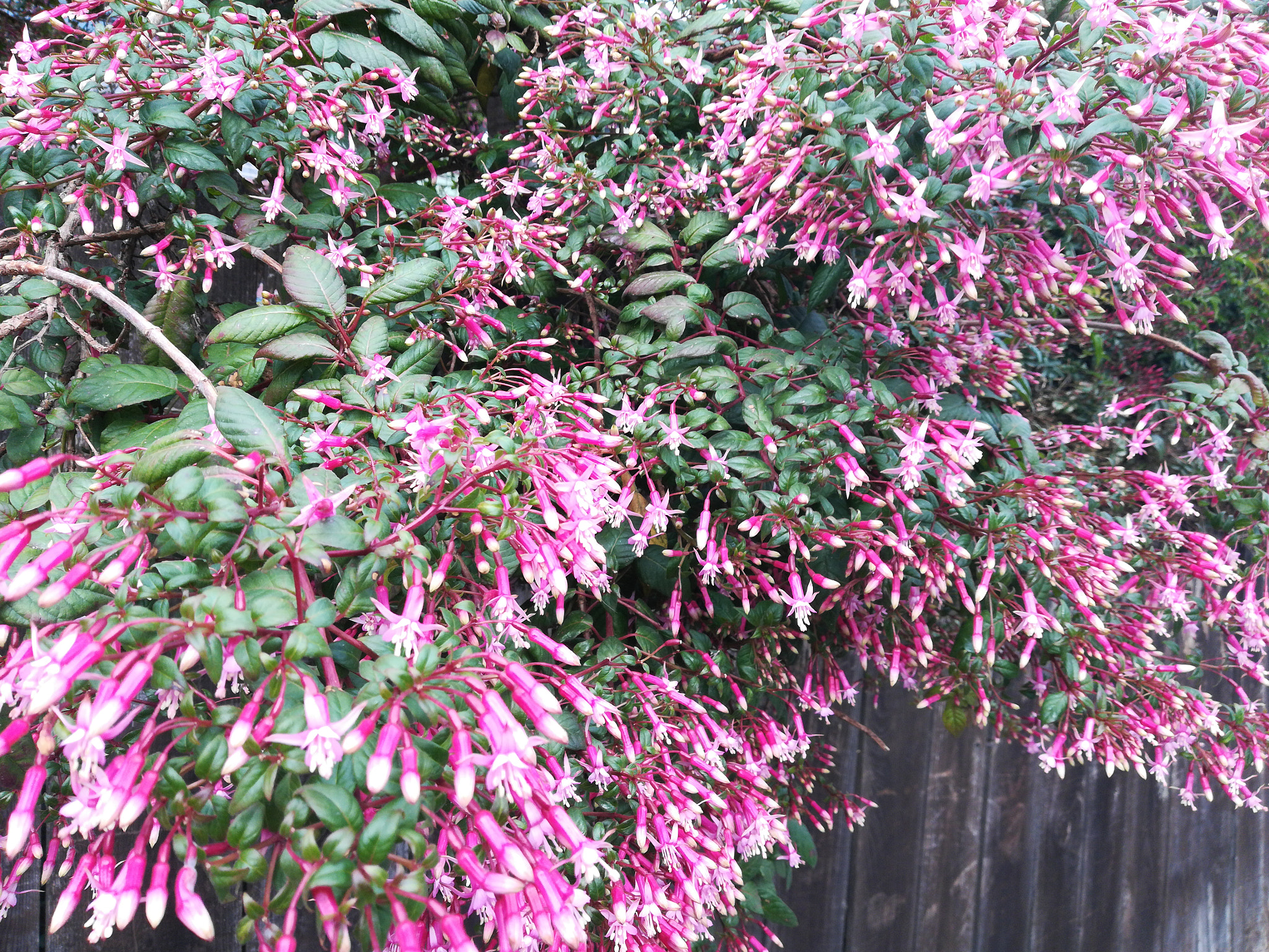 HUAWEI Honor 7X sample photo. Blossoms, like rain photography