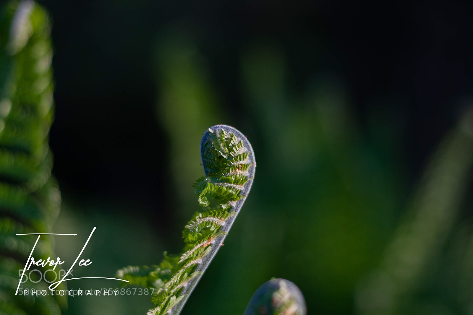 Canon EOS 40D sample photo. Fern frond.... photography