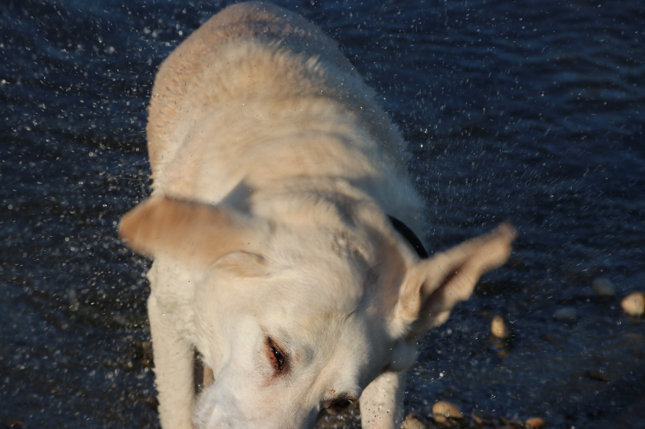 Canon EF-S 18-135mm F3.5-5.6 IS sample photo. Wet dog photography