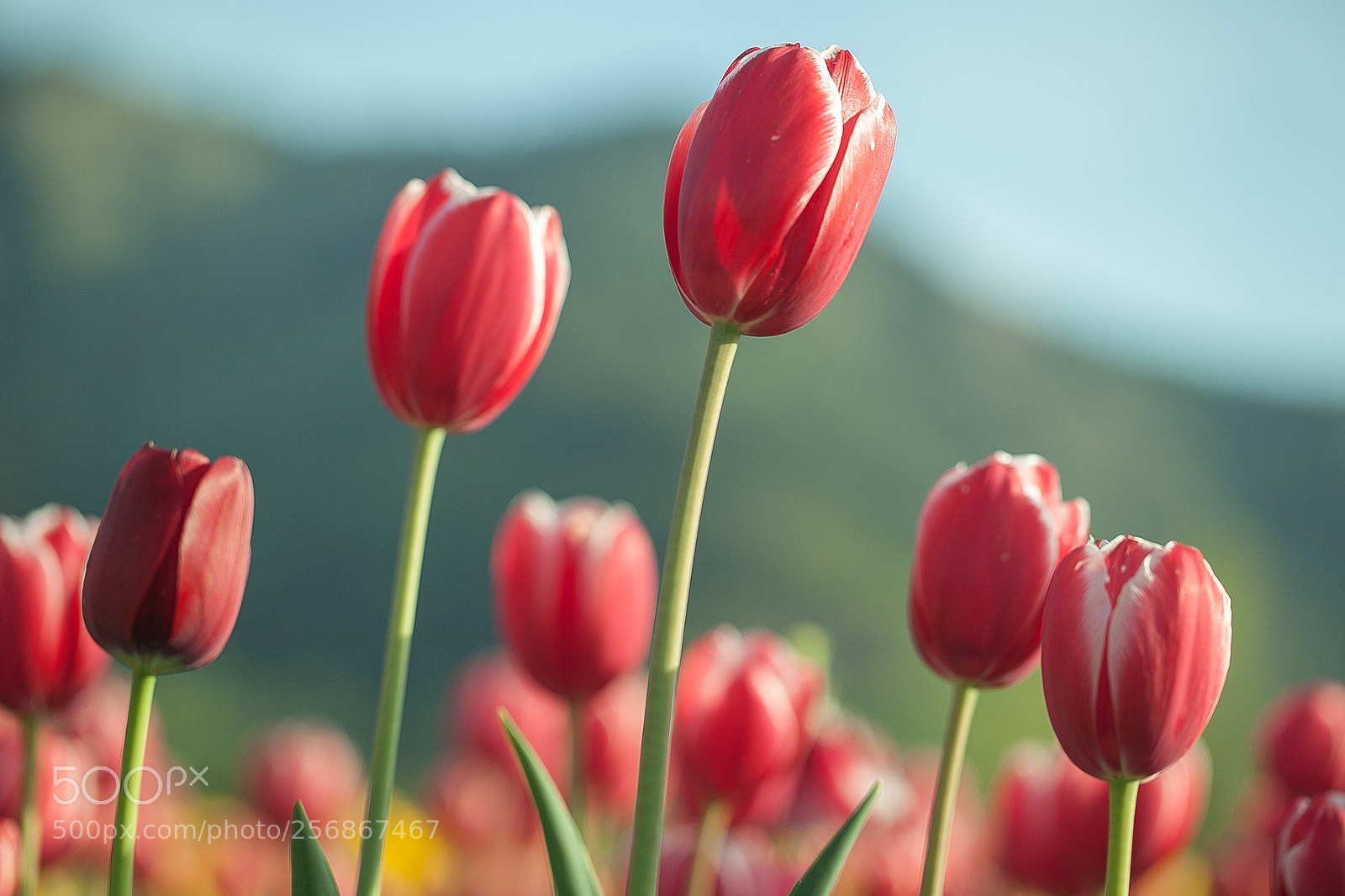 Canon EOS 5D Mark II sample photo. Tulips photography