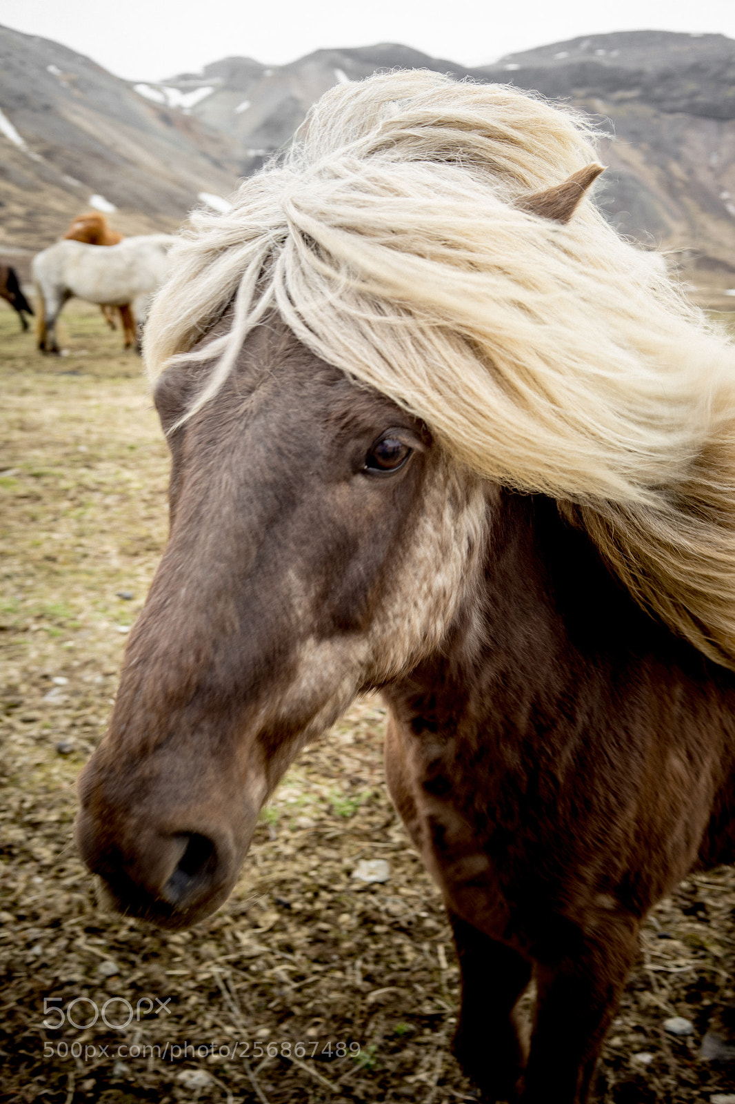 Sony a7 II sample photo. Iceland horses photography
