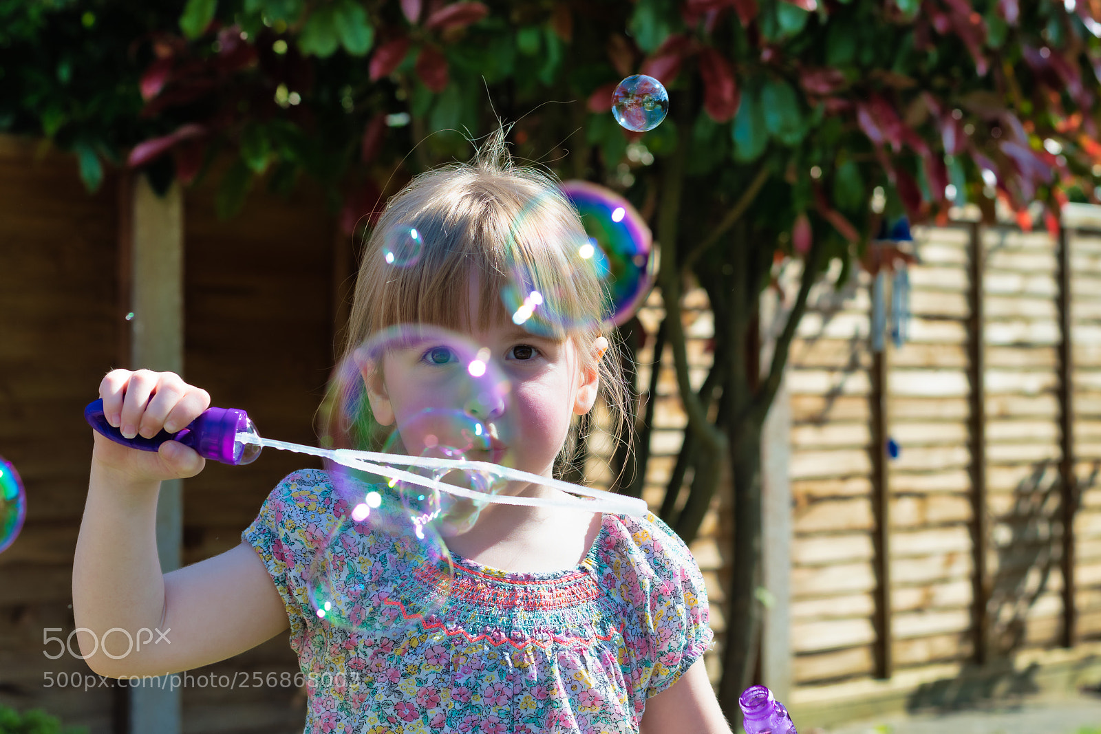 Nikon D500 sample photo. Lilly photography
