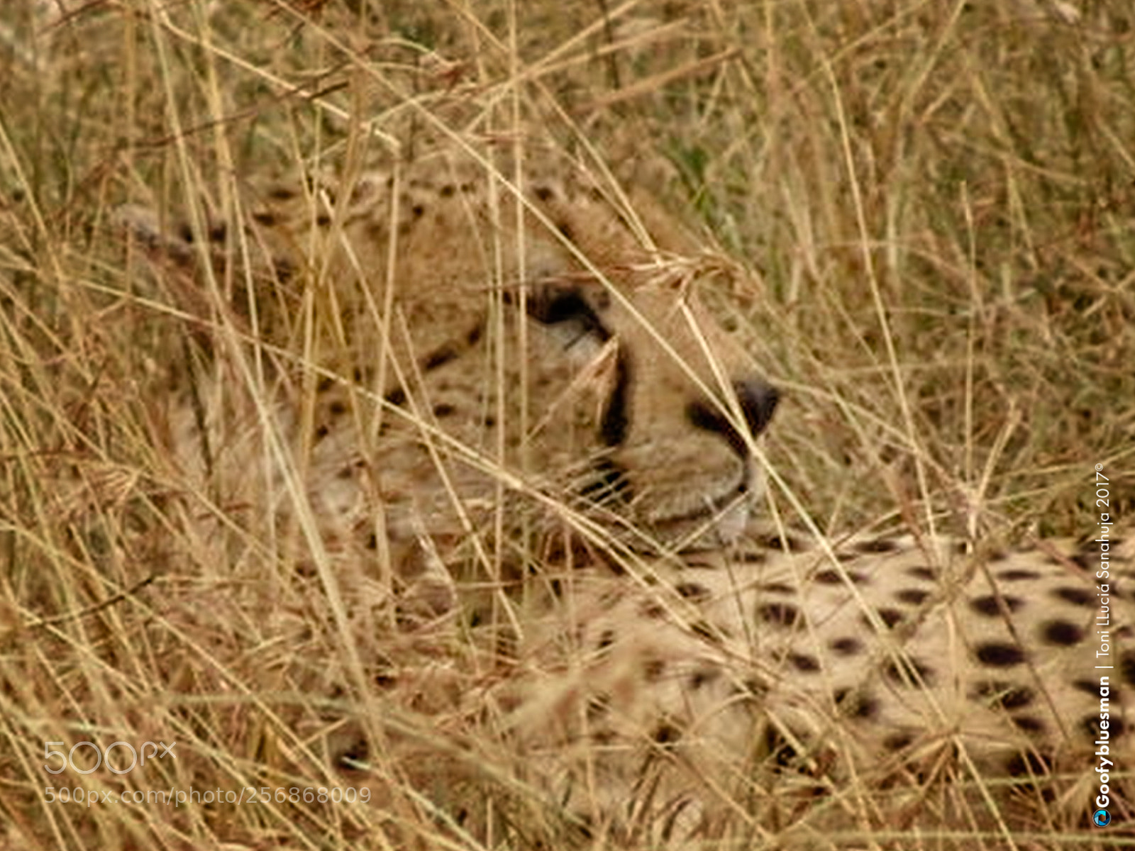 Sony DSC-F828 sample photo. Masai mara cheetah photography