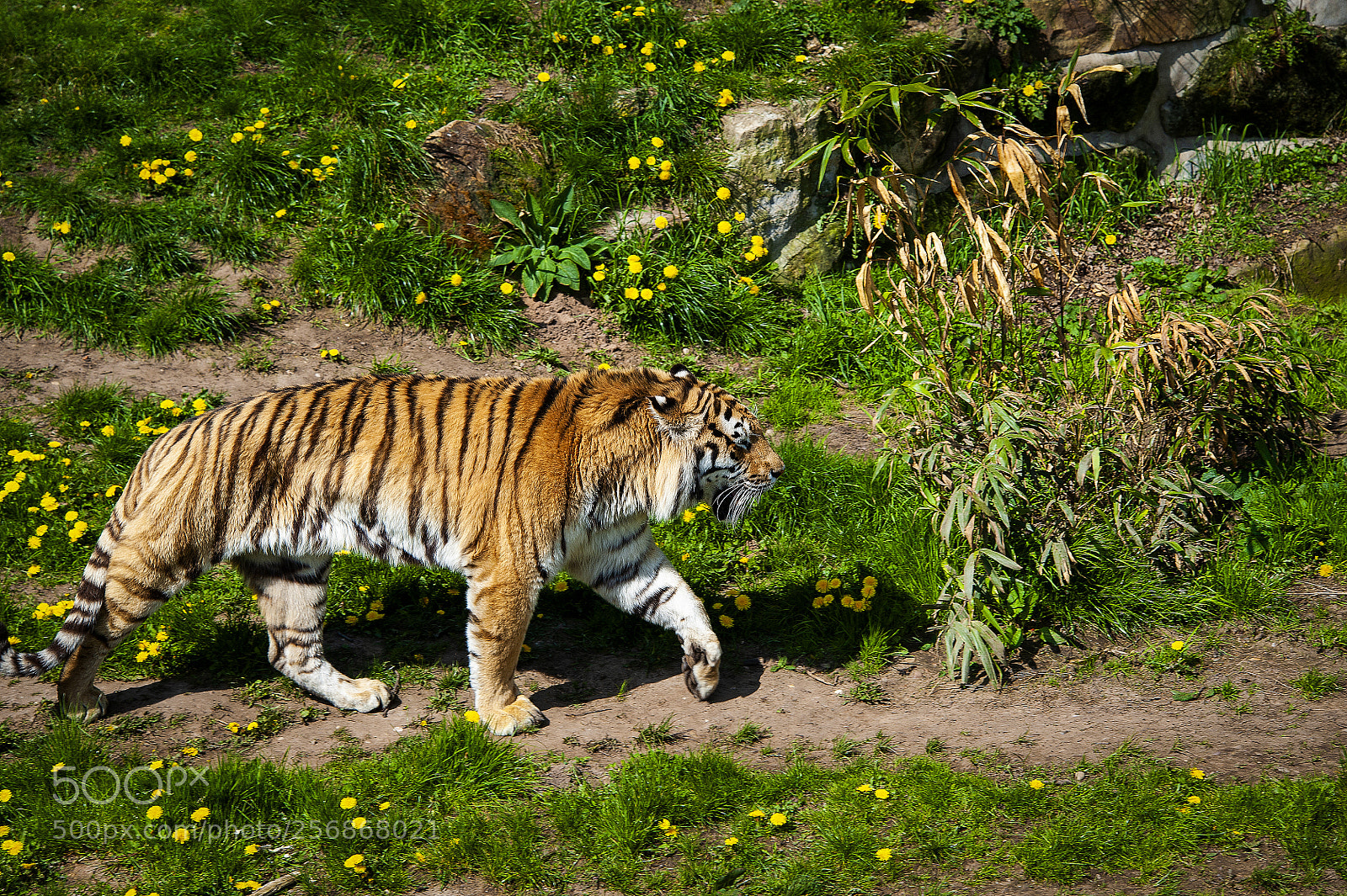 Nikon D700 sample photo. Tiger photography