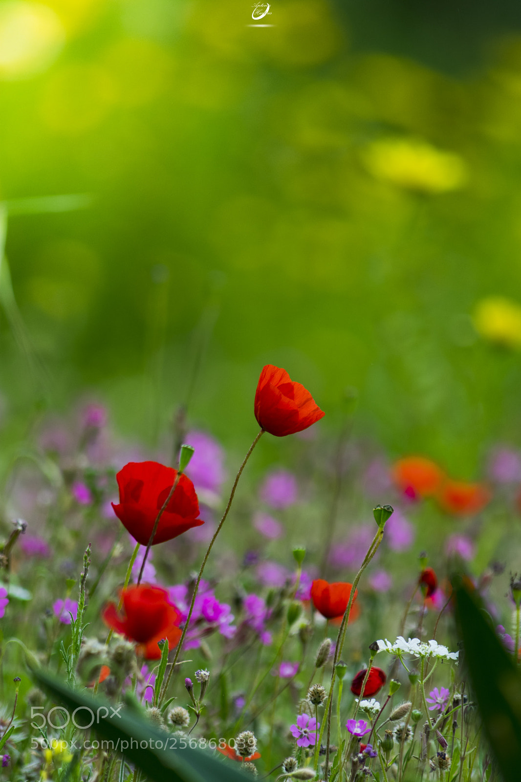 Nikon D3400 sample photo. Its spring photography